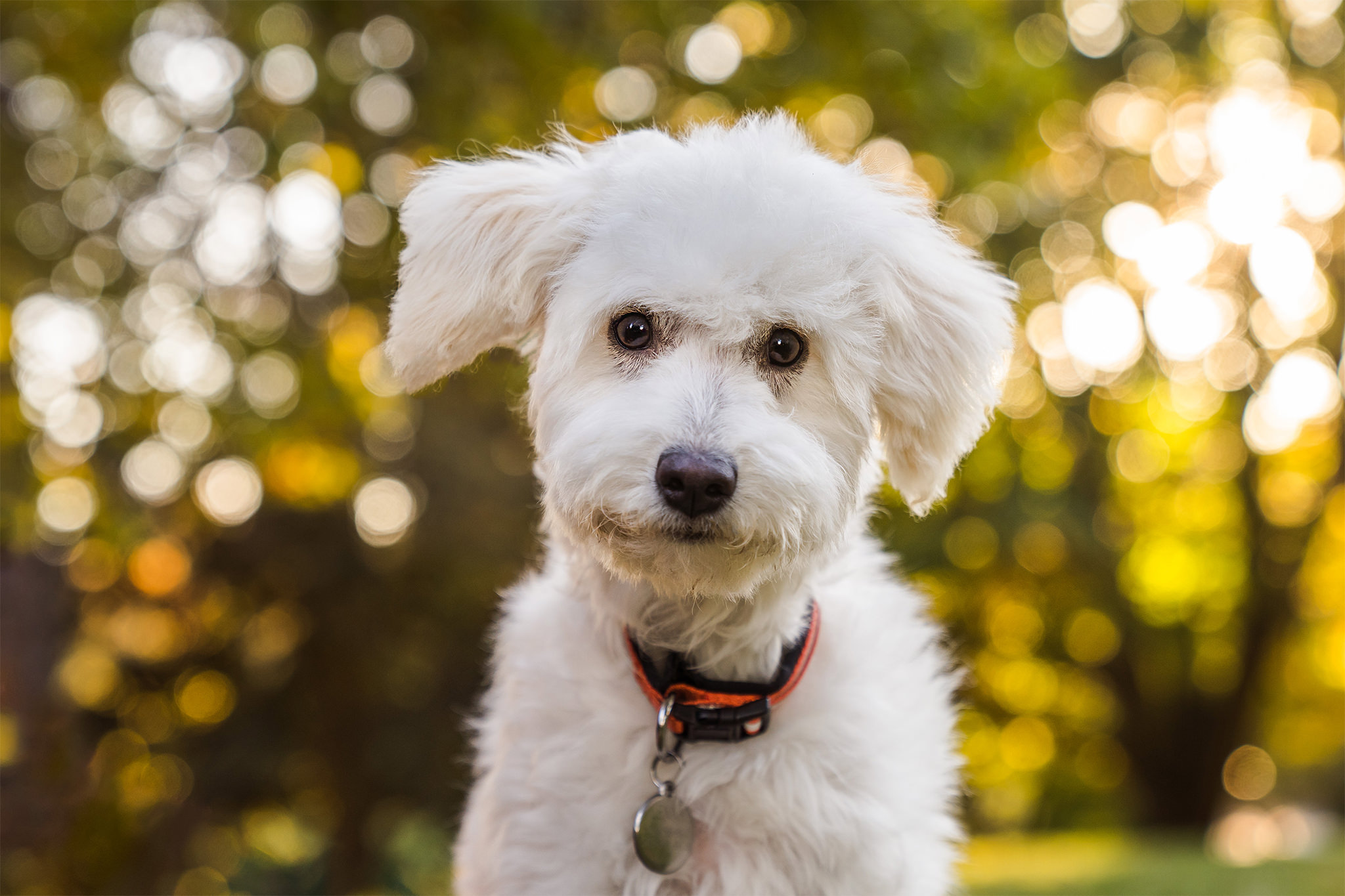 white dog with a bokeh background