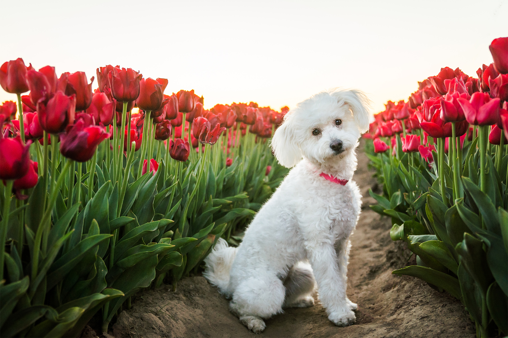 white dog in tulips at the wooden shoe tulip farm