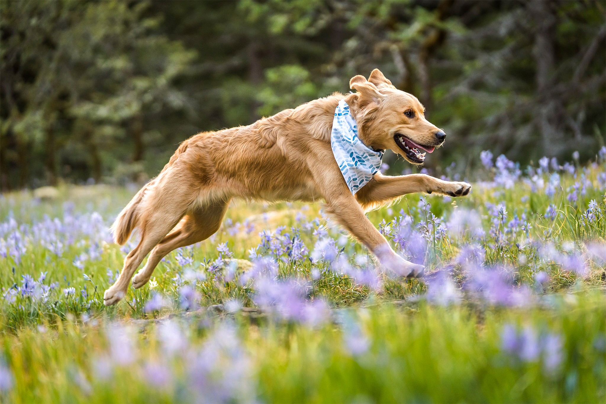 golden retriever runs through field of flowers