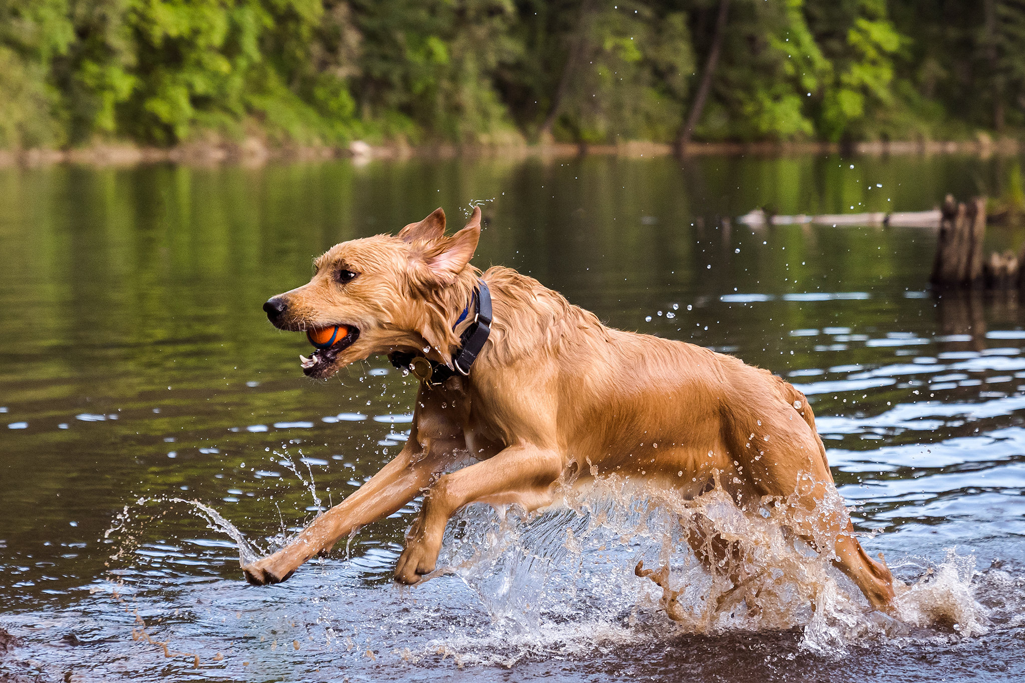 dog jumps in lake in washington