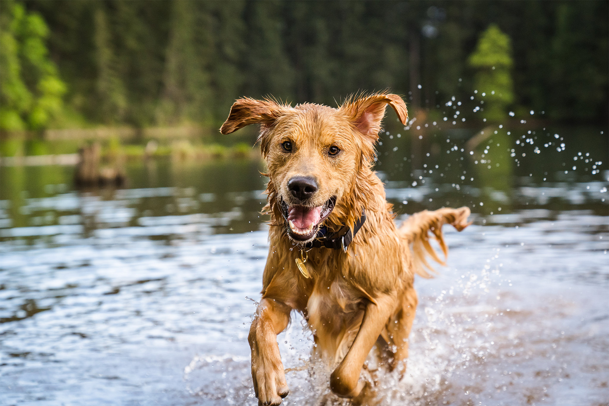 happy dog jumps out of water in Round Lake