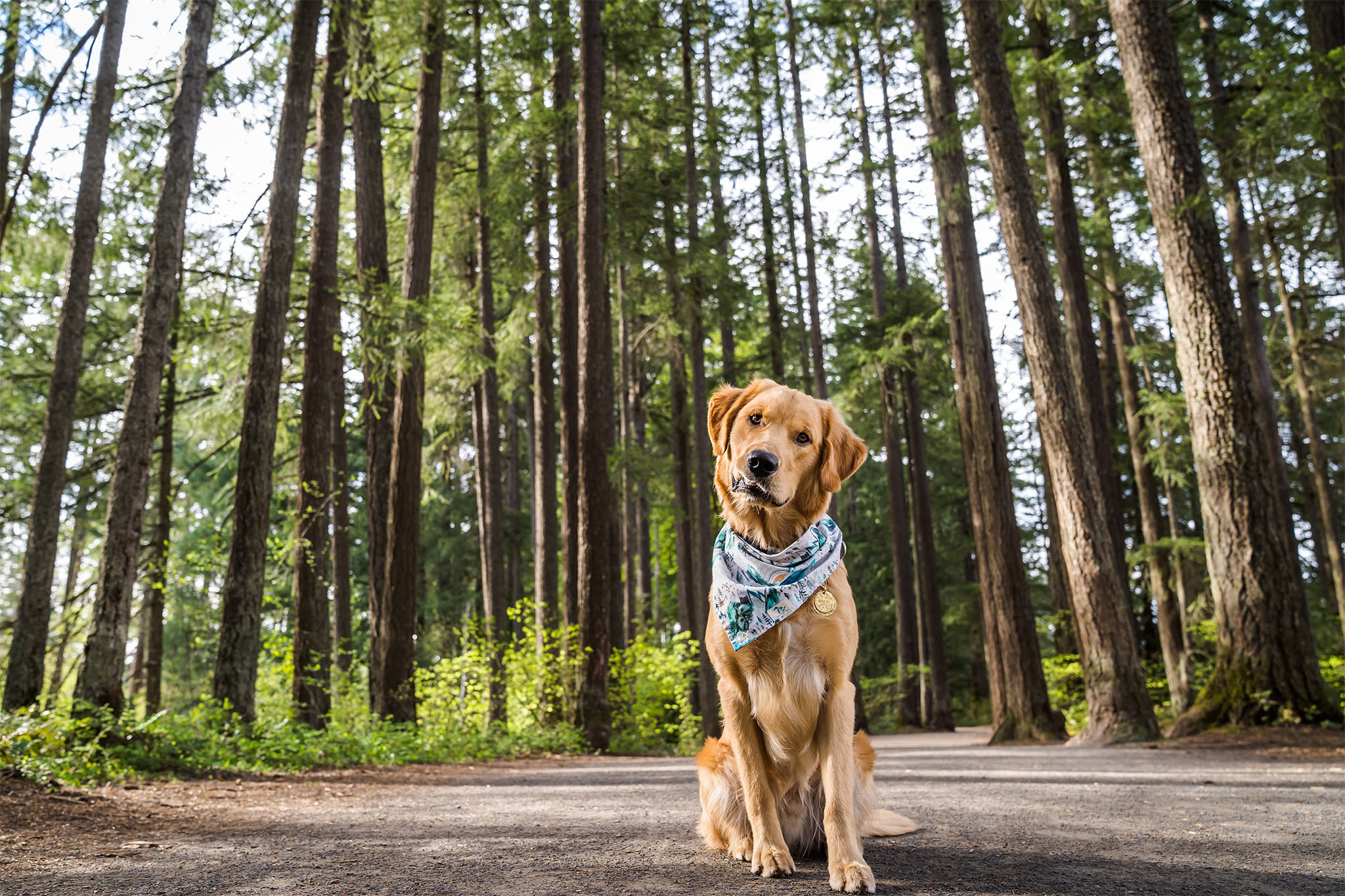 golden retriever dog photos in Camas, WA