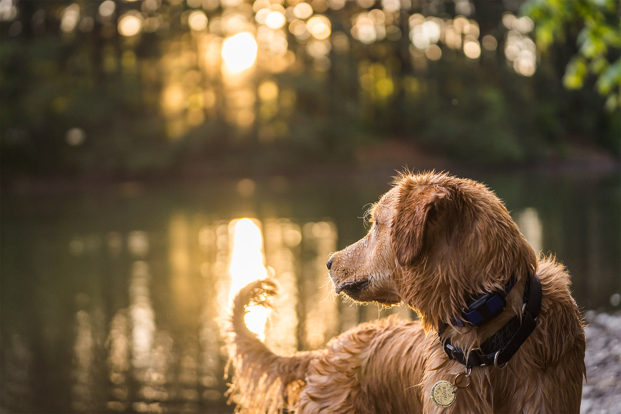 dog looks at the sunset behind him reflected in the water