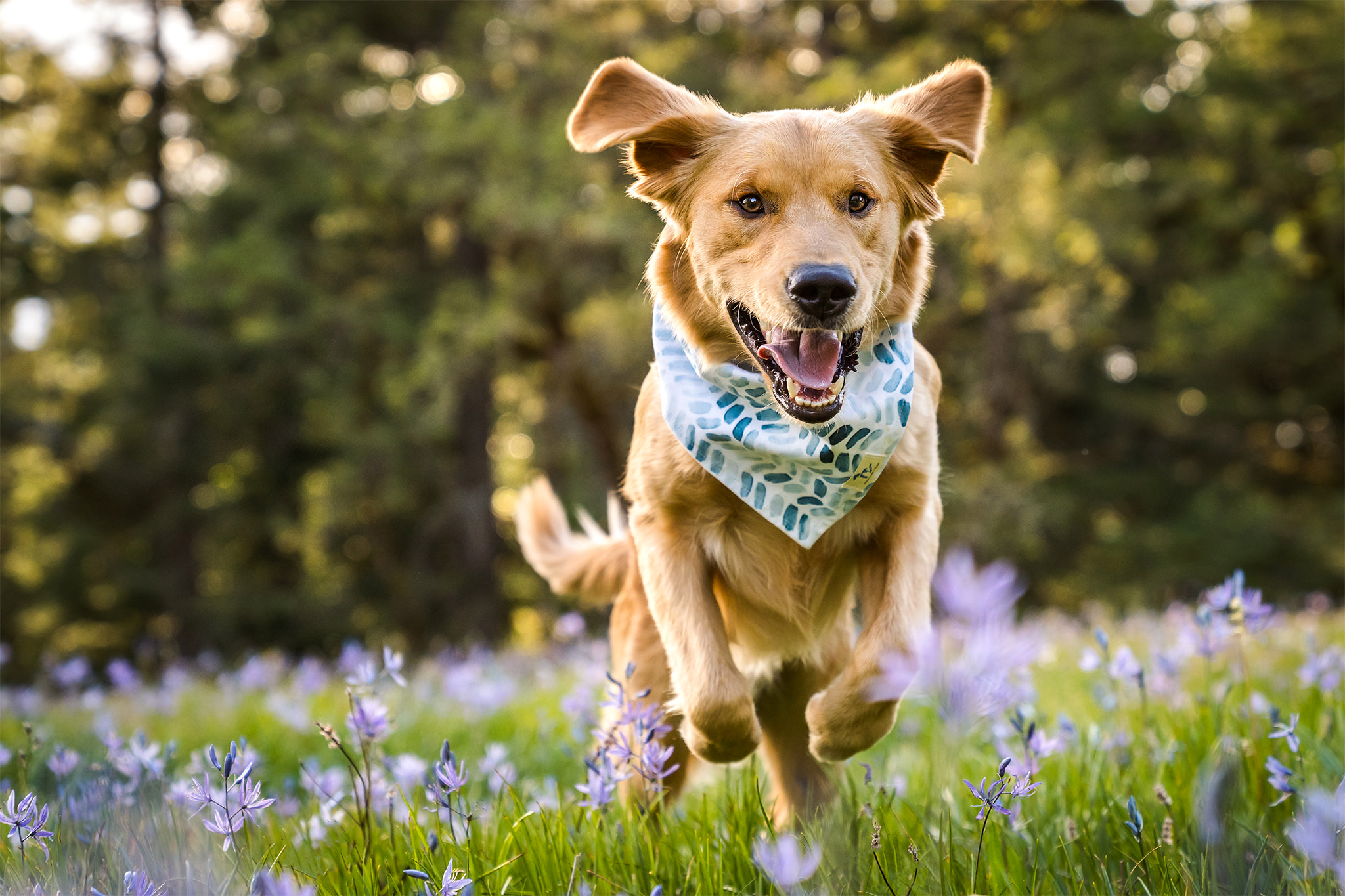 dog jumps through field of purple flowers in Washington state
