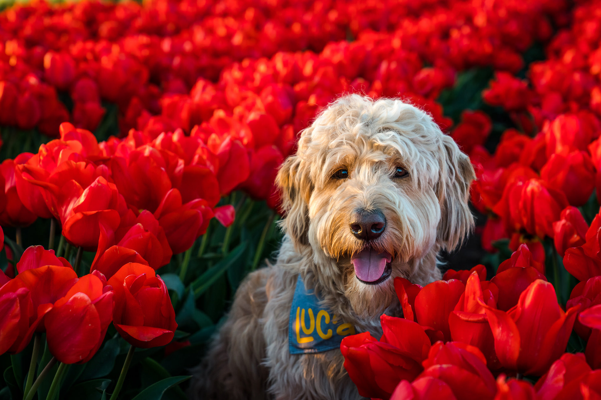 dog in a field of bright red tulips