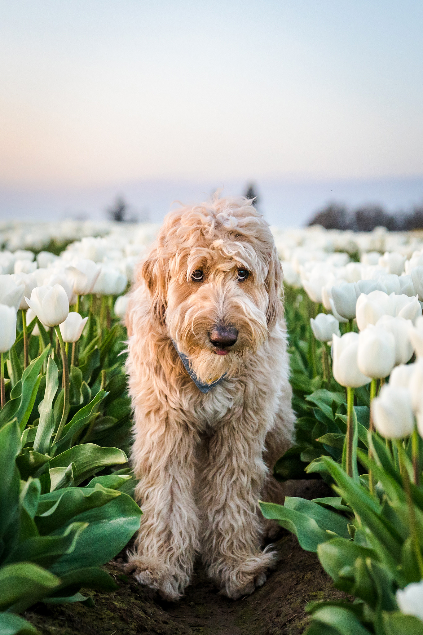cute sad dog in a tulip field