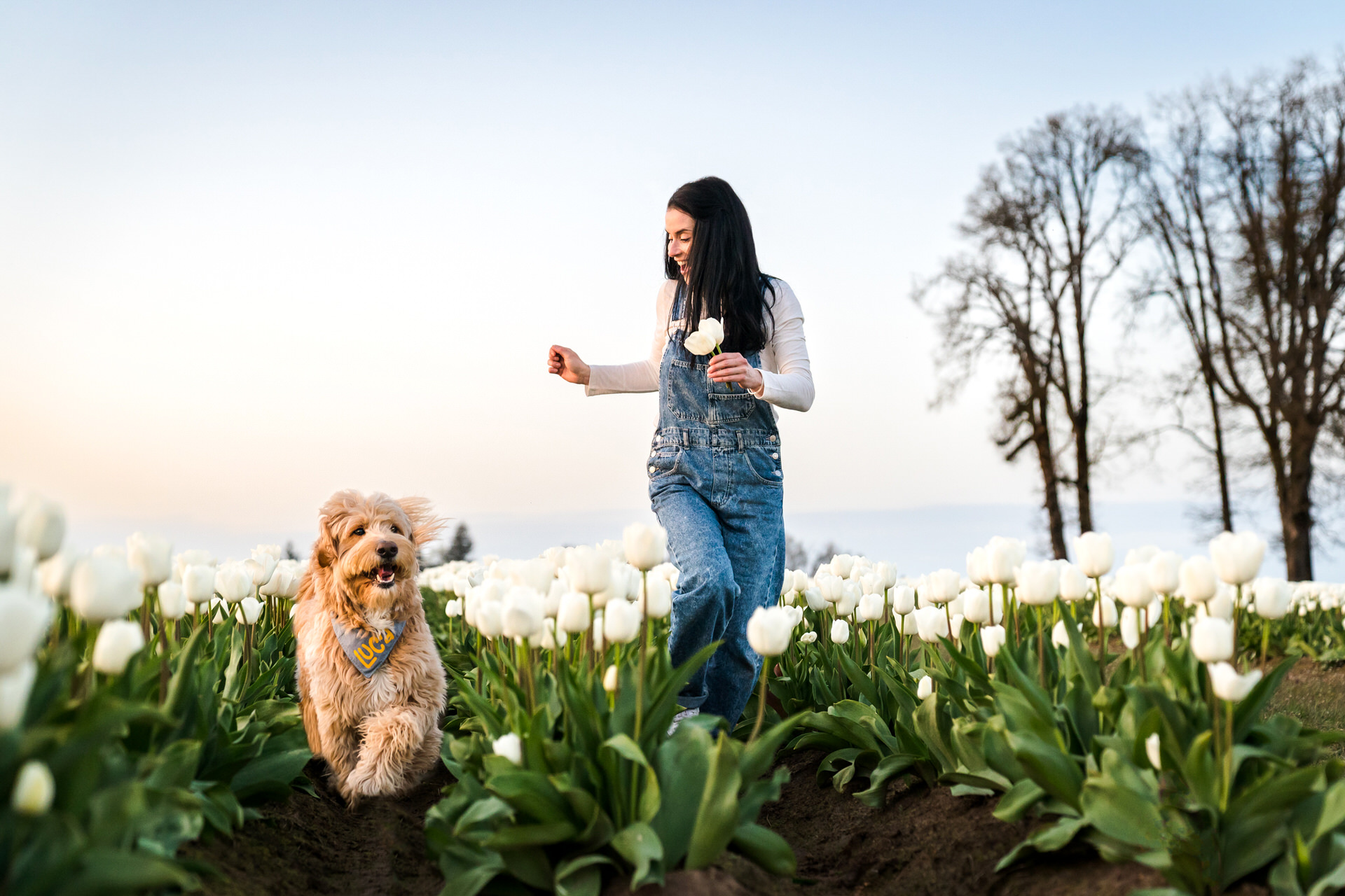 woman and her dog run through a field of white tulips at the wooden shoe tulip farm in Oregon