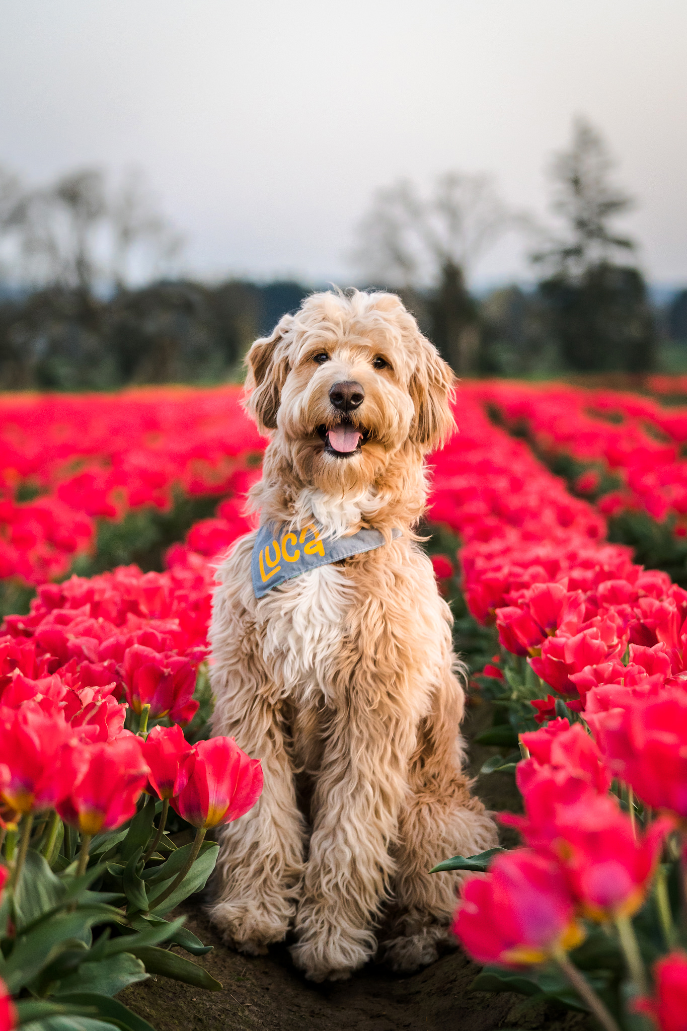 goldendoodle in a tulip field 