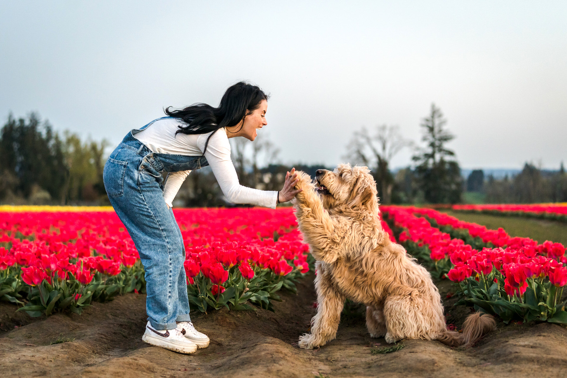 woman and dog high five in a tulip field