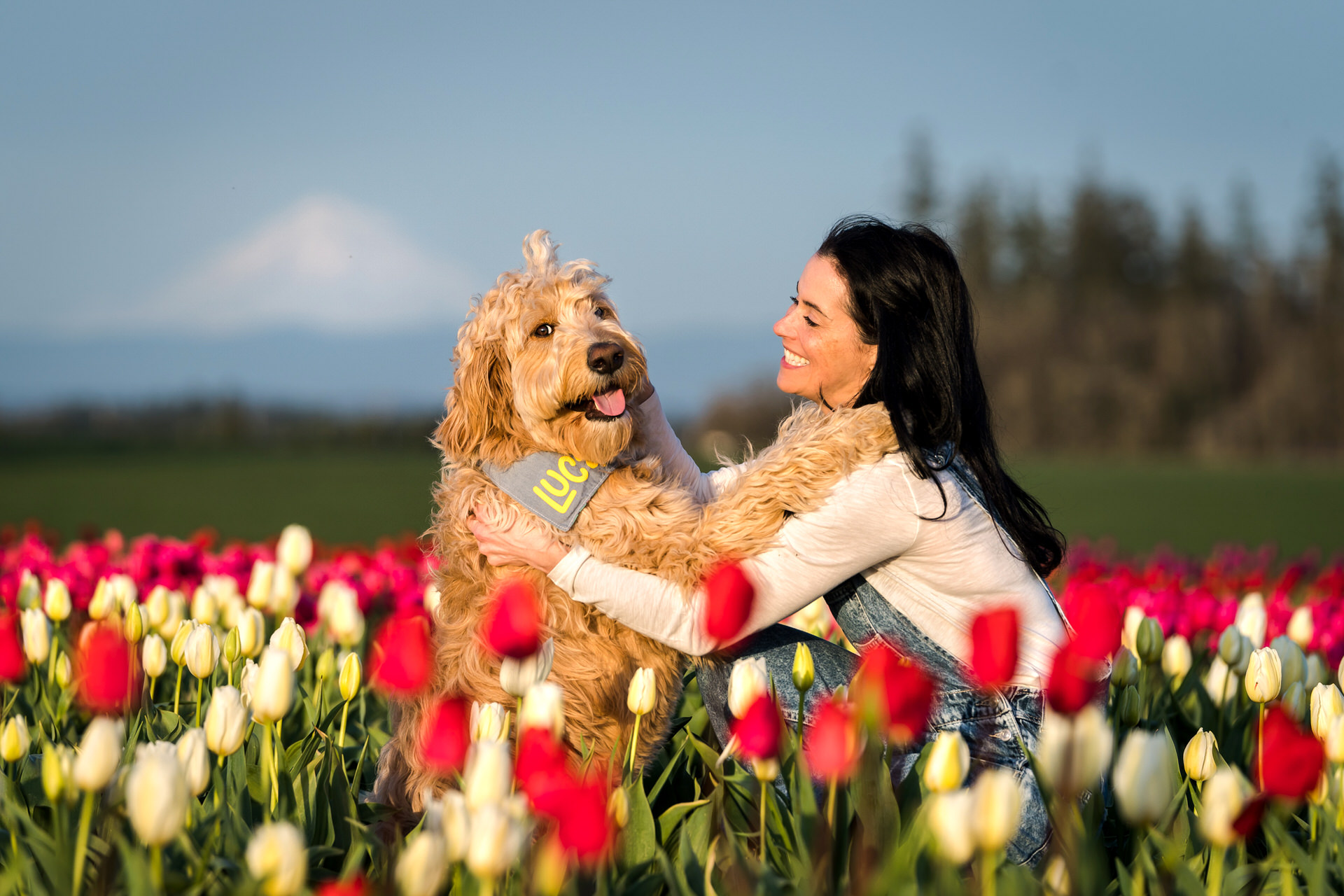 woman and dog hug at the wooden shoe tulip farm with mt hood in the background