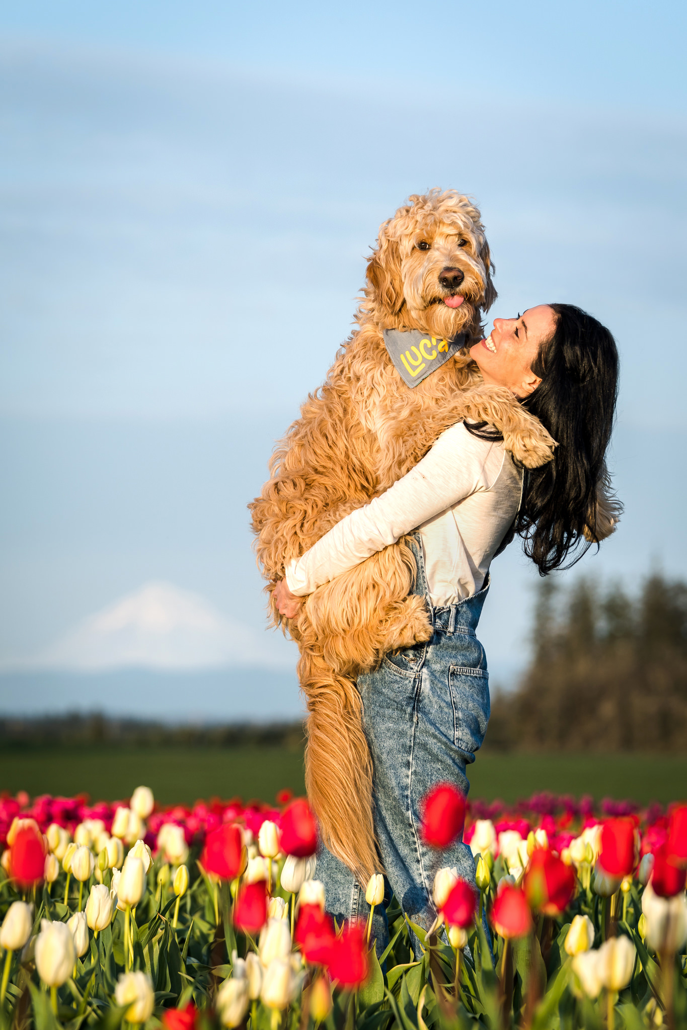 woman and dog hug at the wooden shoe tulip farm with mt hood in the background