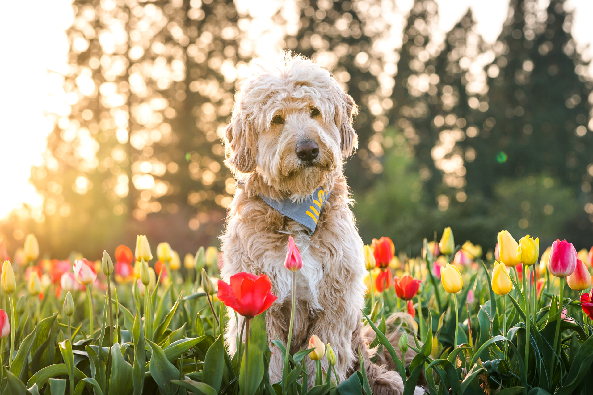 dog in a field of tulips in Oregon