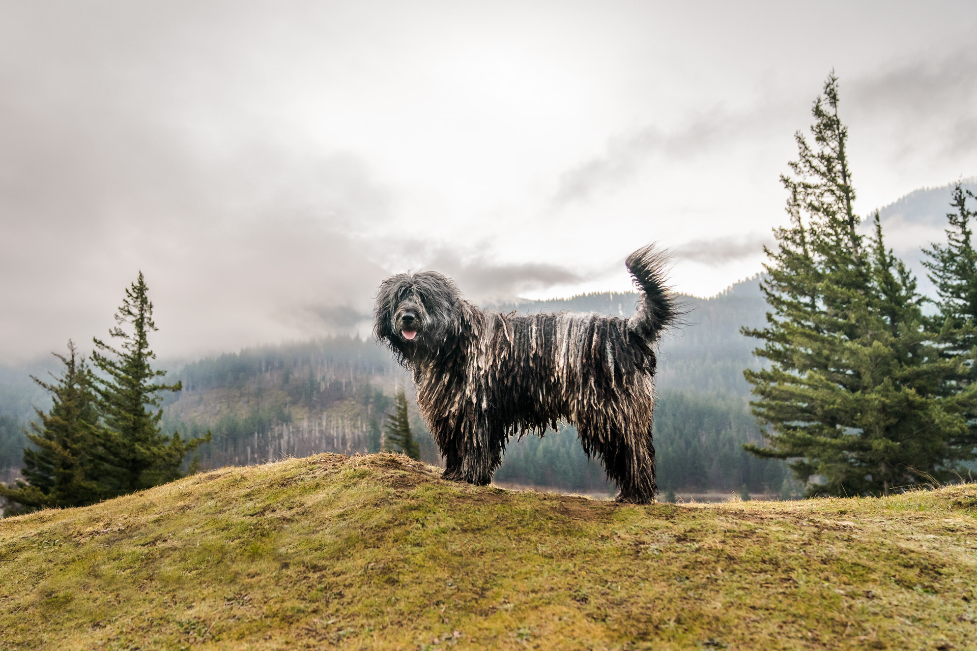 Dog on a foggy hill in Oregon