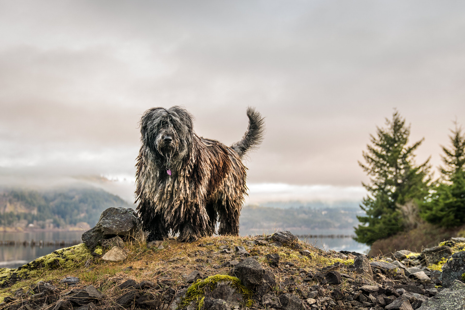 Bergamasco stands on a cliff in Oregon
