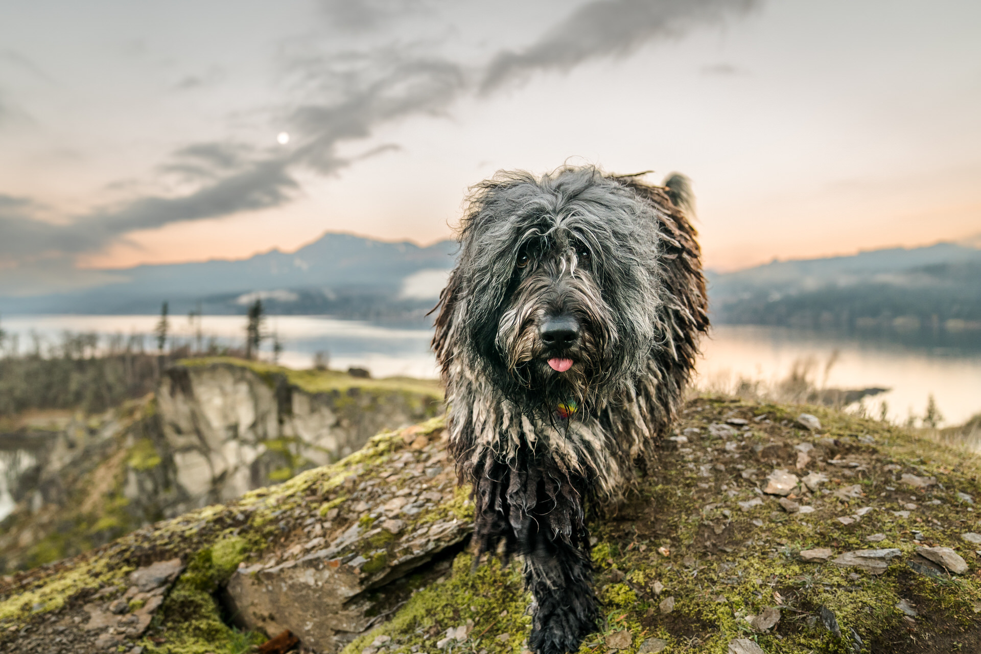 Bergamasco dog before sunrise in the Columbia River Gorge