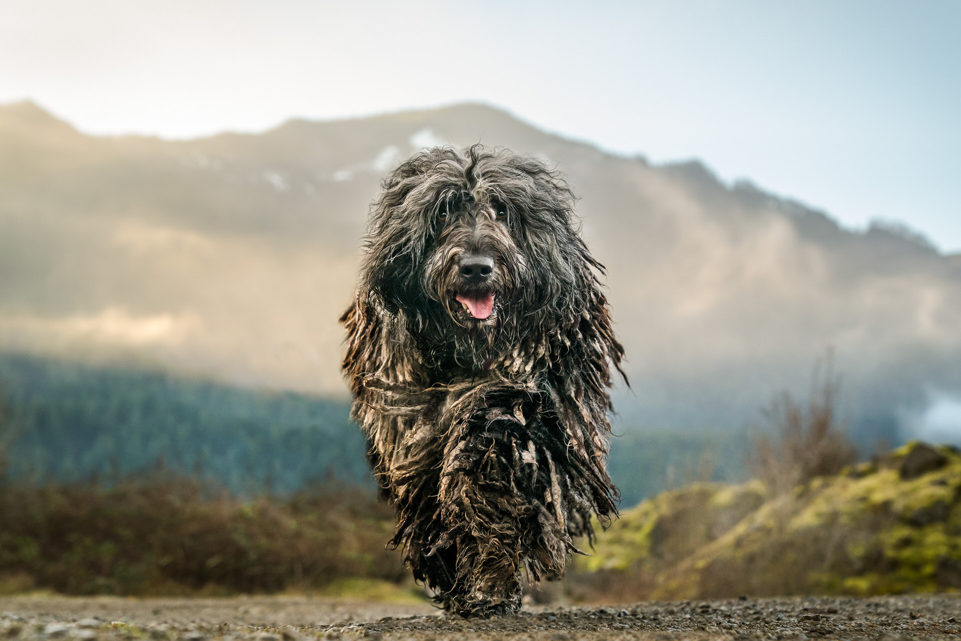 Bergamasco shepherd running in the Columbia River Gorge, Oregon for his dog photography session
