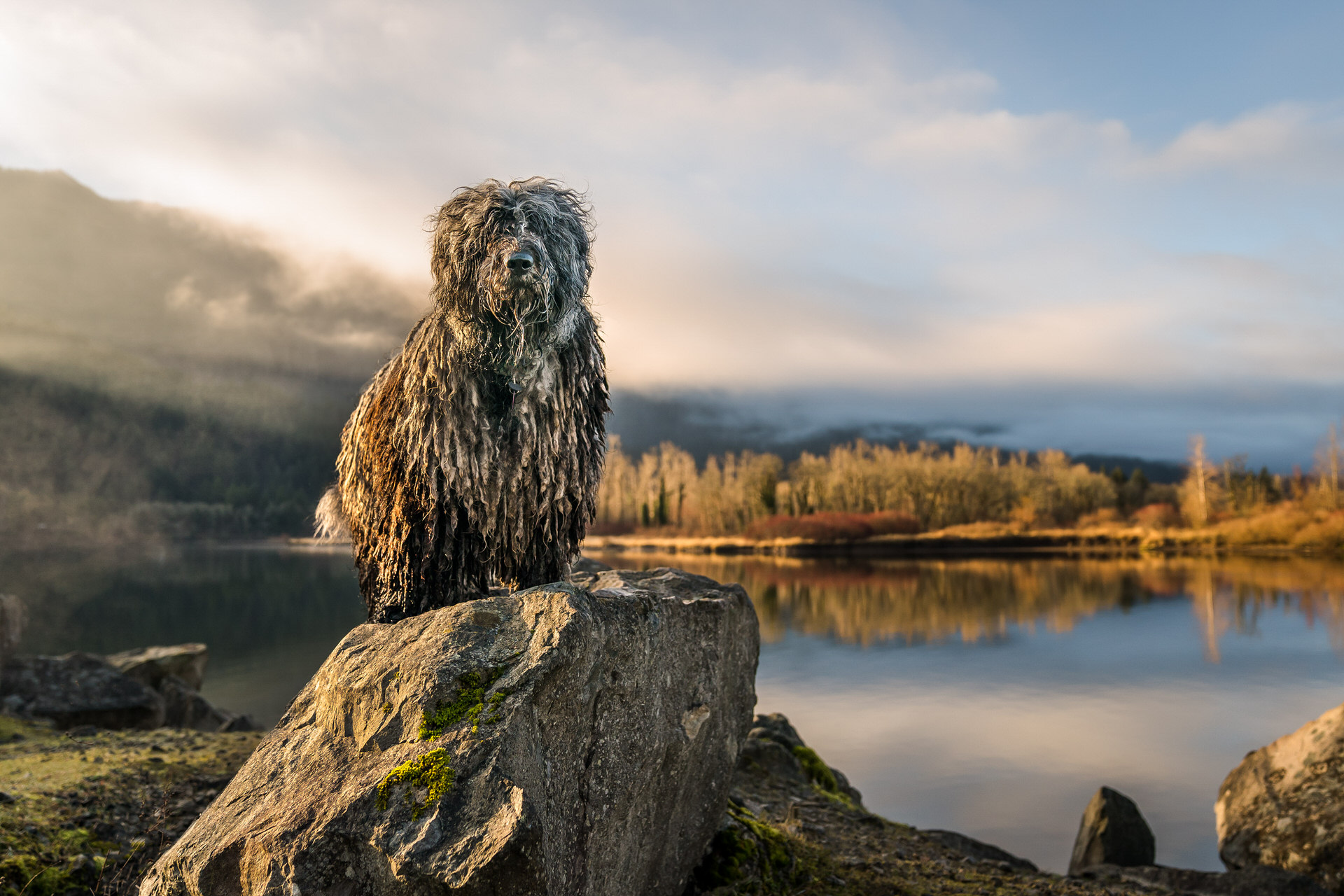 Bergamasco shepherd sits on a rock in the early morning in a beautiful landscape overlooking water