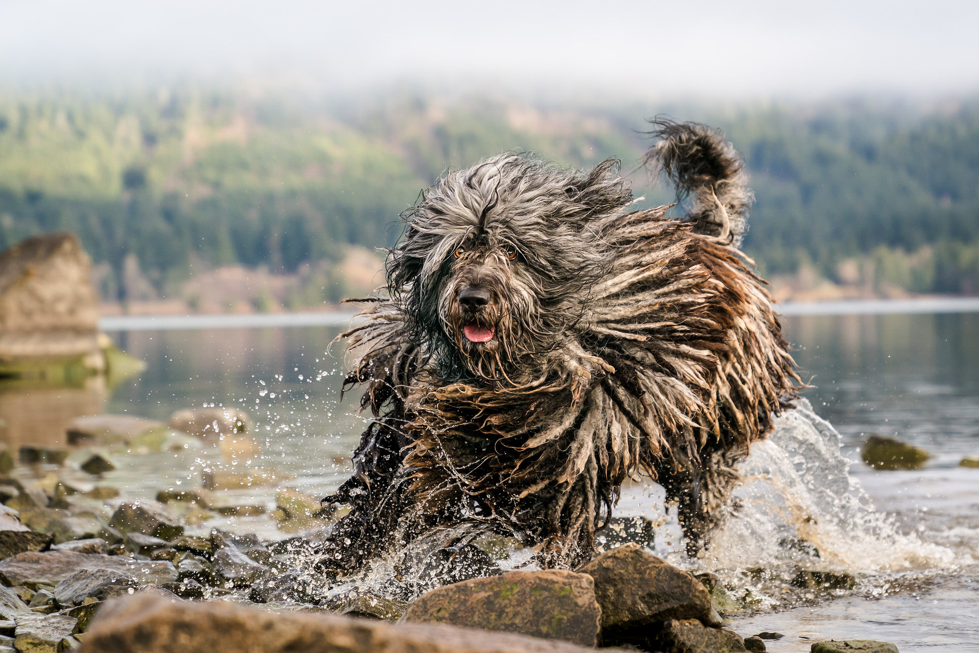 Bergamasco shepherd runs through the water at his dog photo session