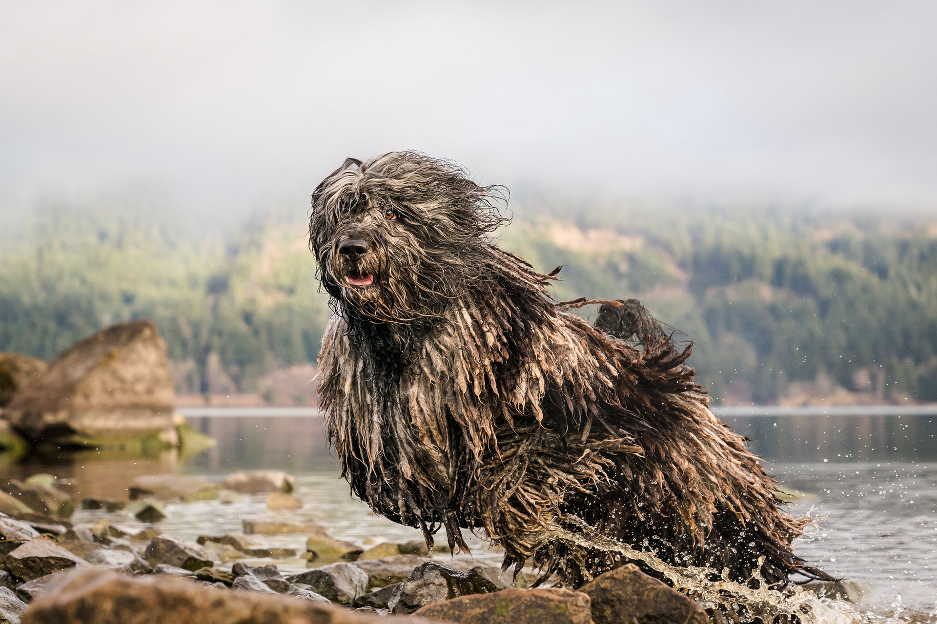 Bergamasco shepherd at his pet photography session in Oregon