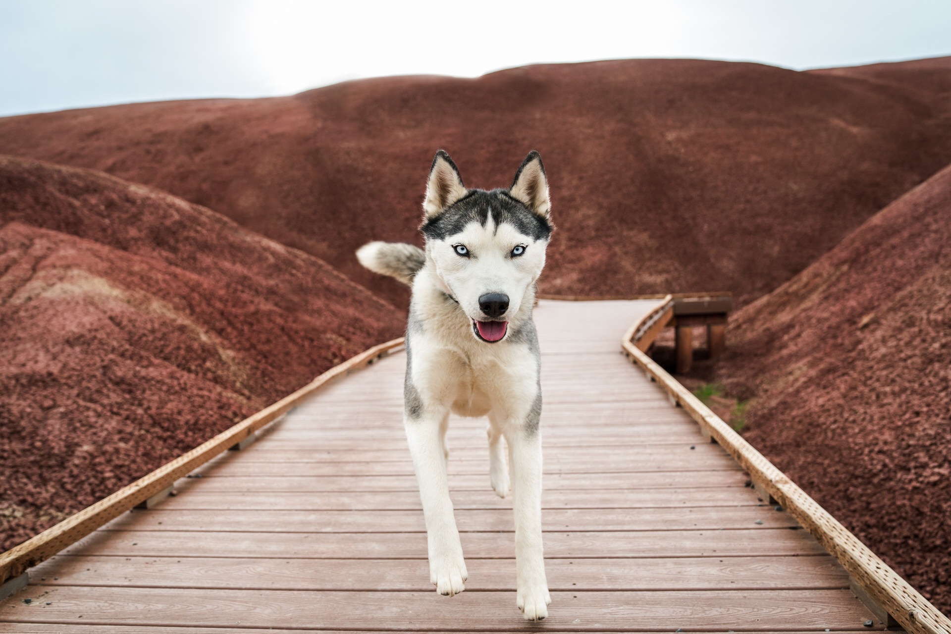 husky dog running through the painted hills monument