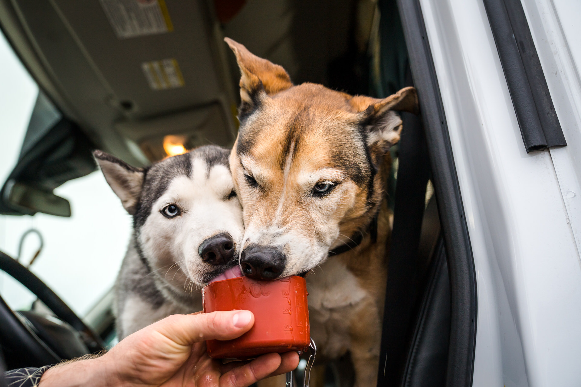 dogs drinking out of a cup together