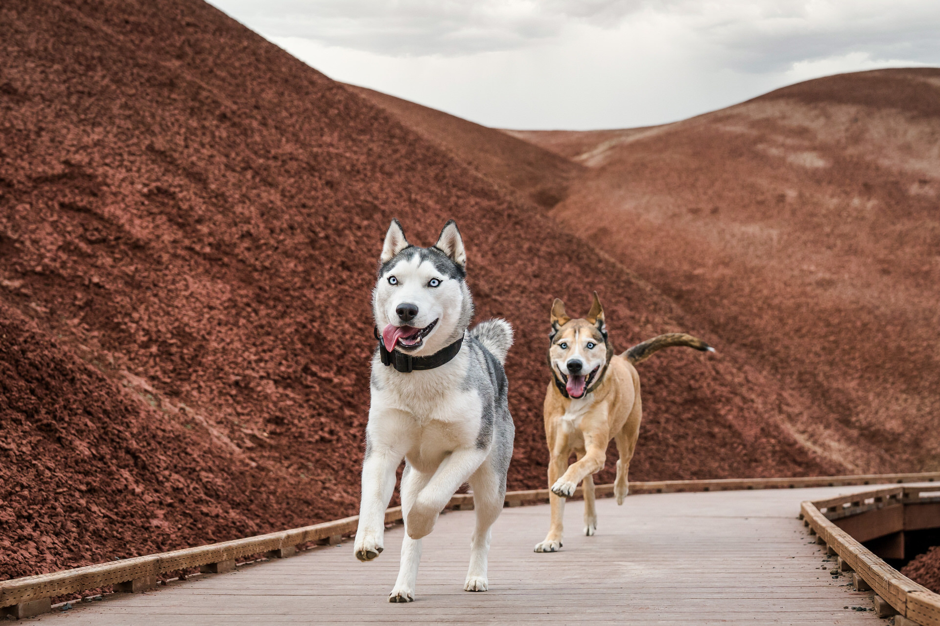 2 husky dogs running through the painted hills monument