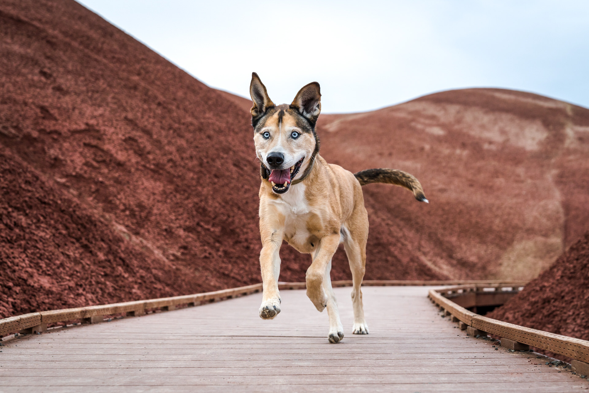 husky mix dog running through the painted hills boardwalk