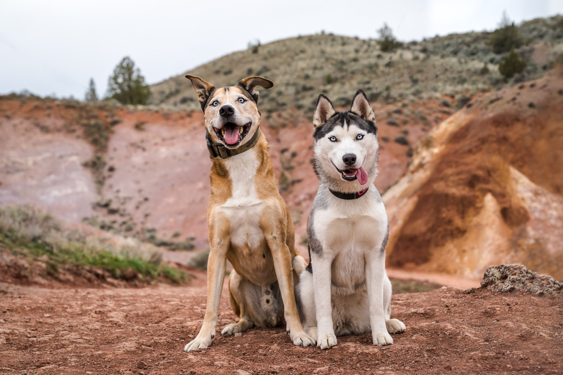 dogs at their photo session at the painted hills in oregon