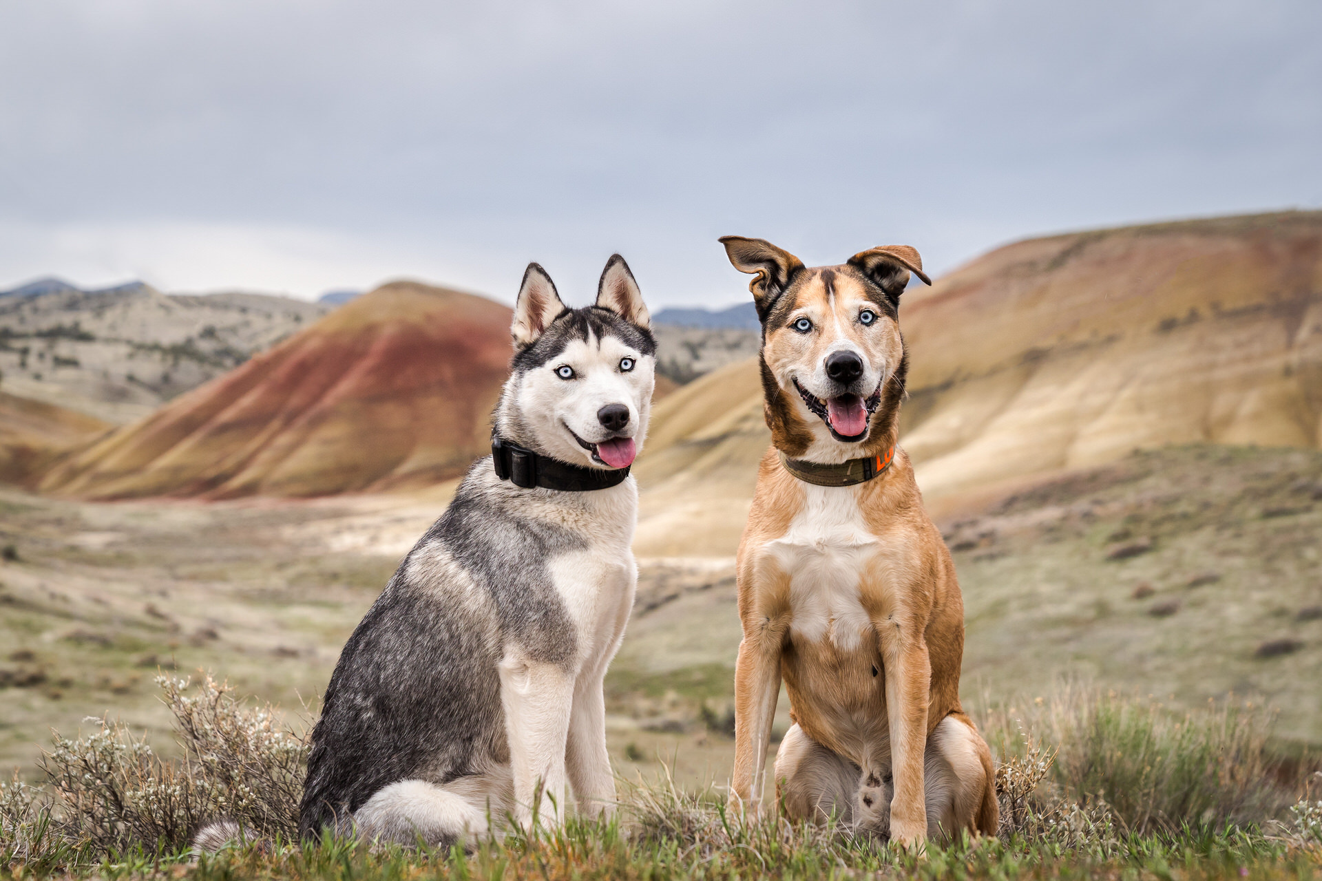 dogs at an adventurous photo session in oregon