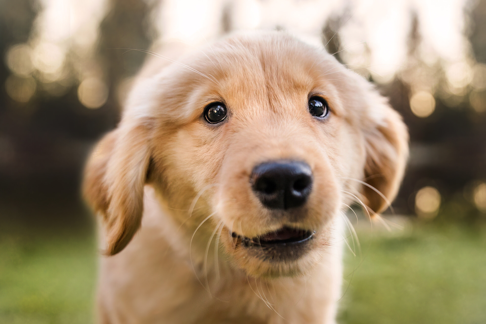 golden retriever puppy close up