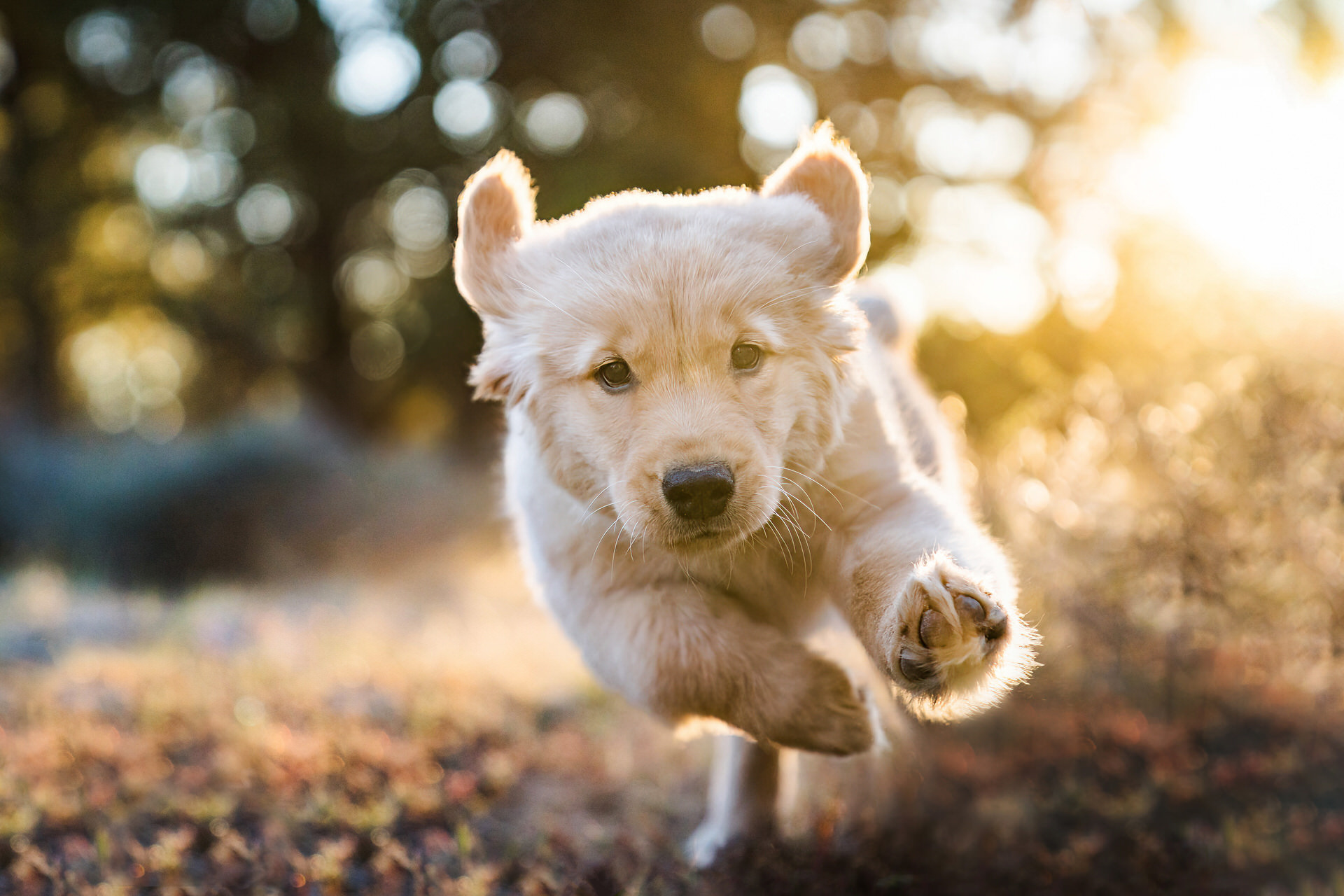 golden retriever puppy running in Bend Oregon