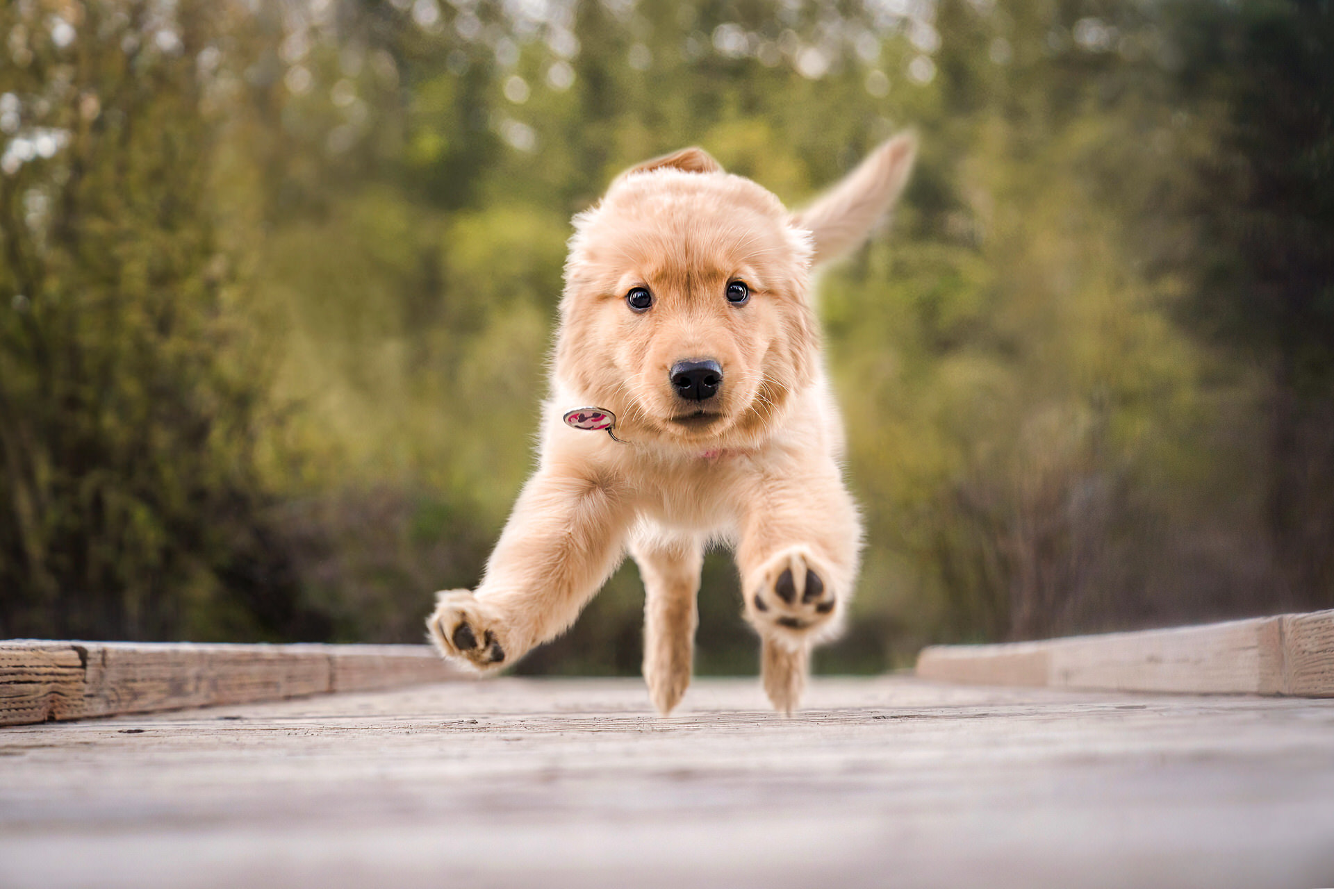 golden retriever puppy with all legs in the air