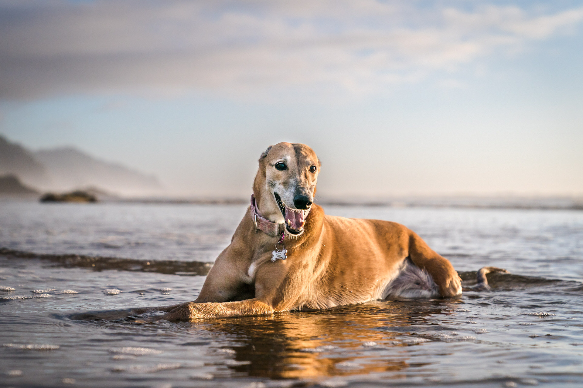 greyhound lays down on the beach