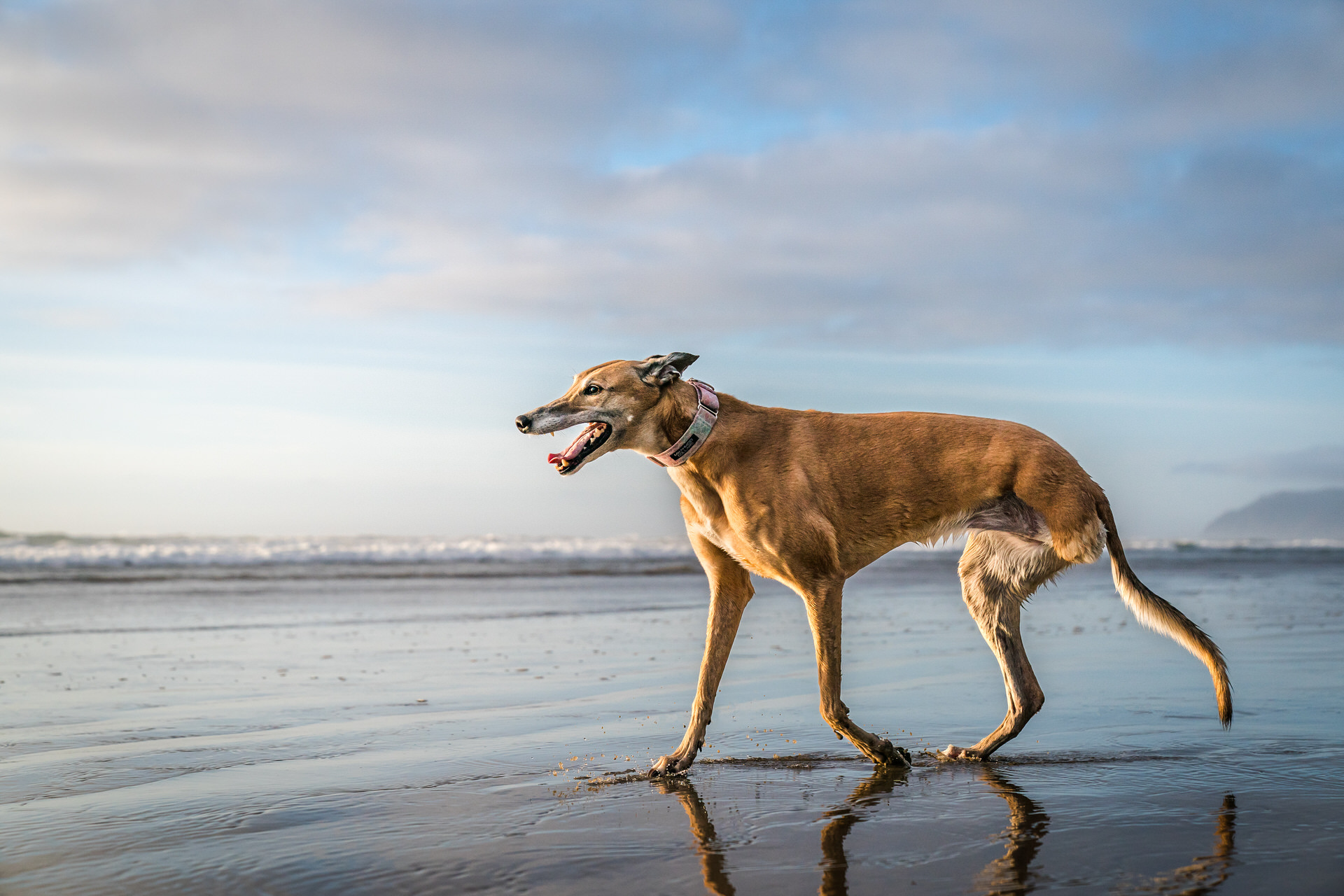 tripod dog runs on beach in arch cape oregon