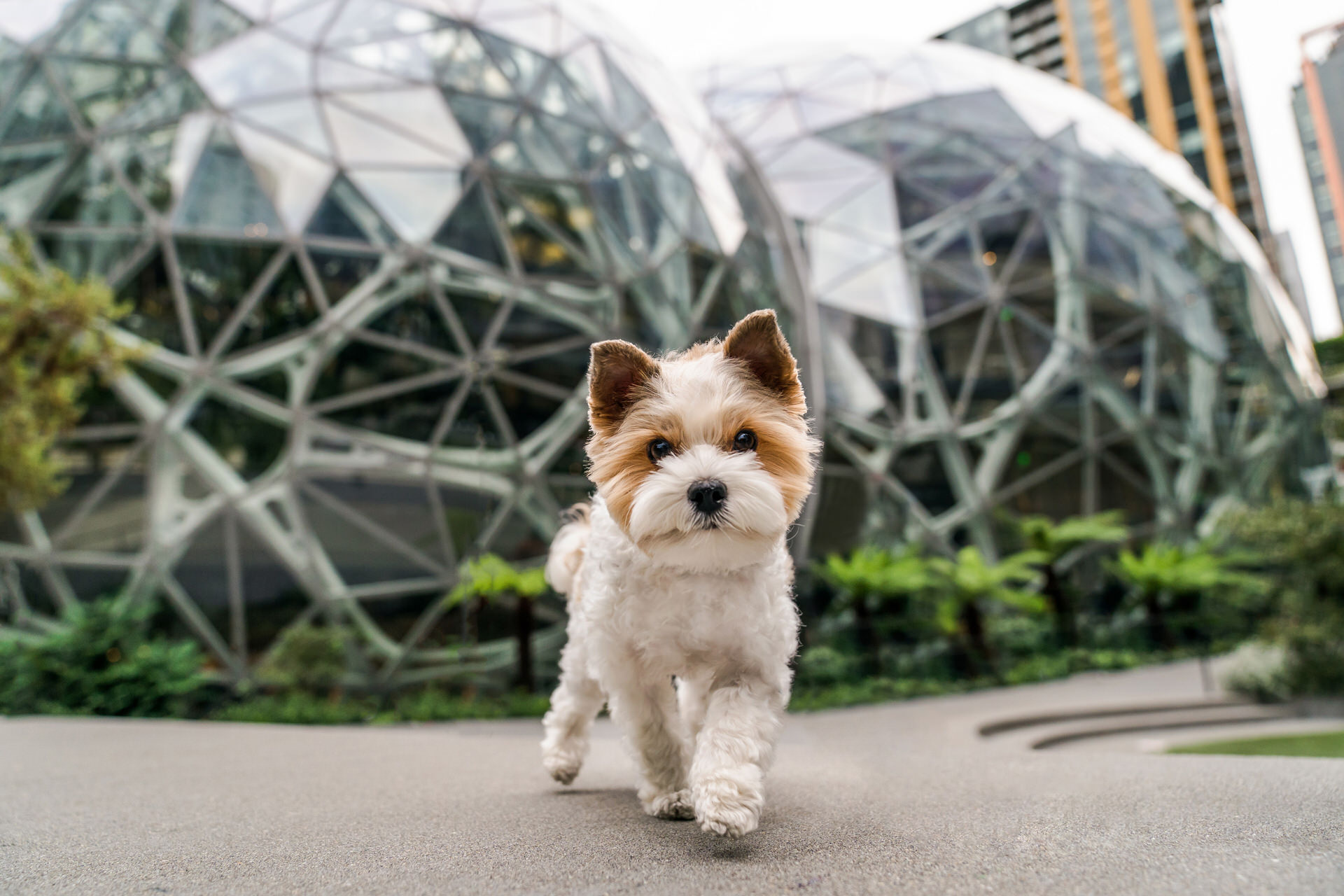 dog photo session at the seattle spheres downtown