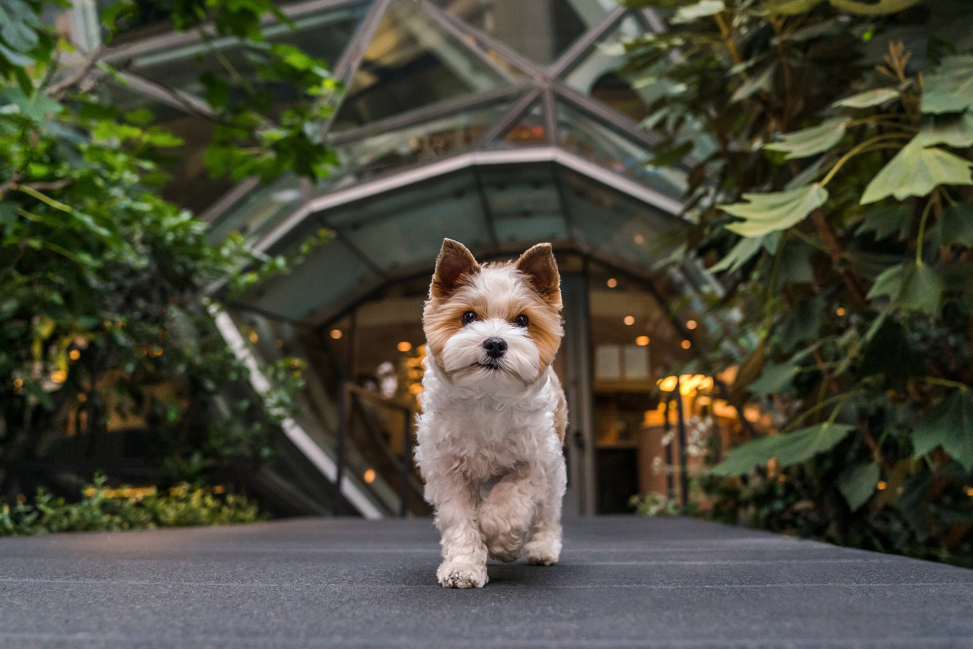 Dog photography session in downtown Seattle