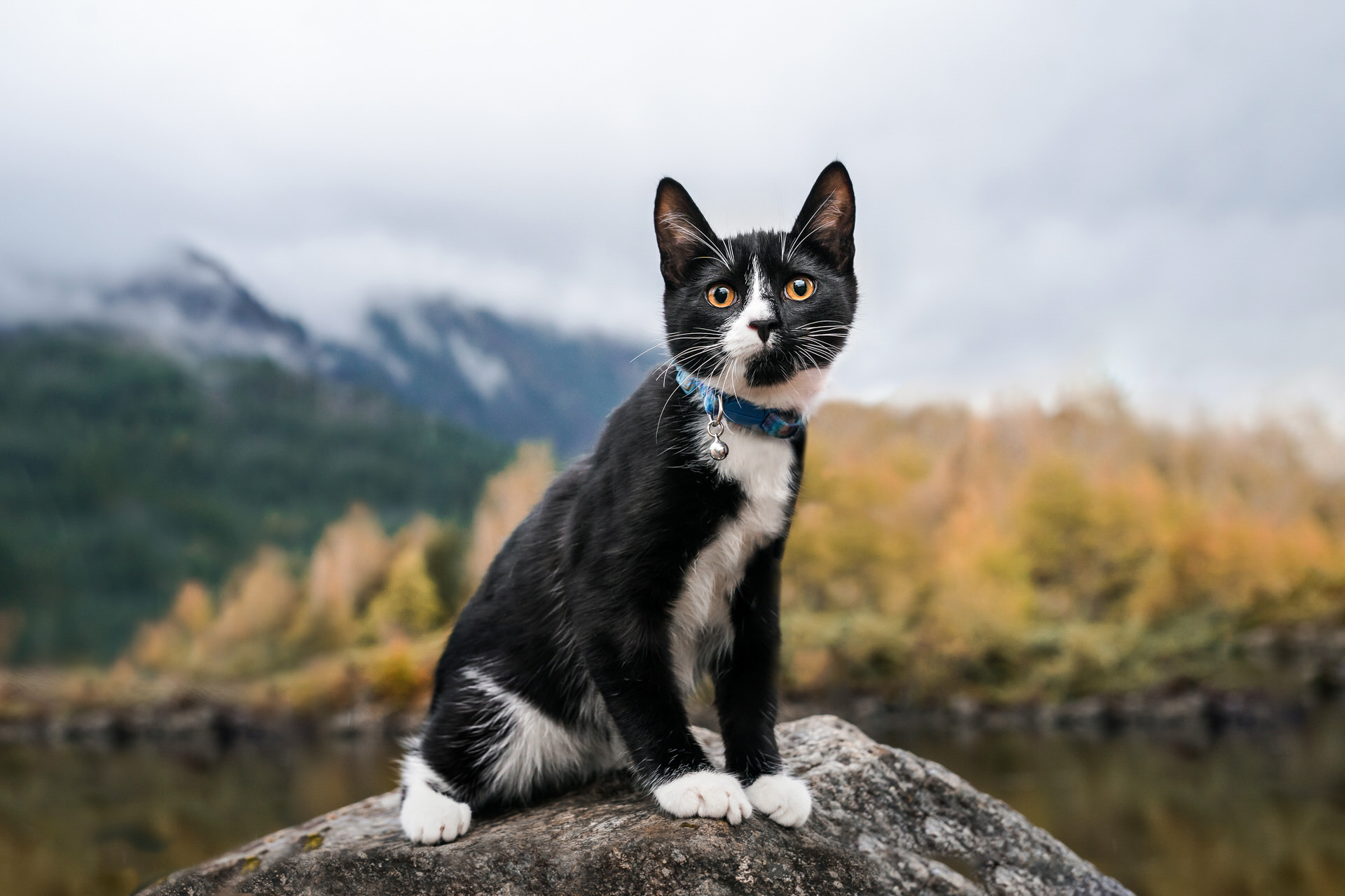 cat sits on a rock in the Columbia River Gorge in autumn