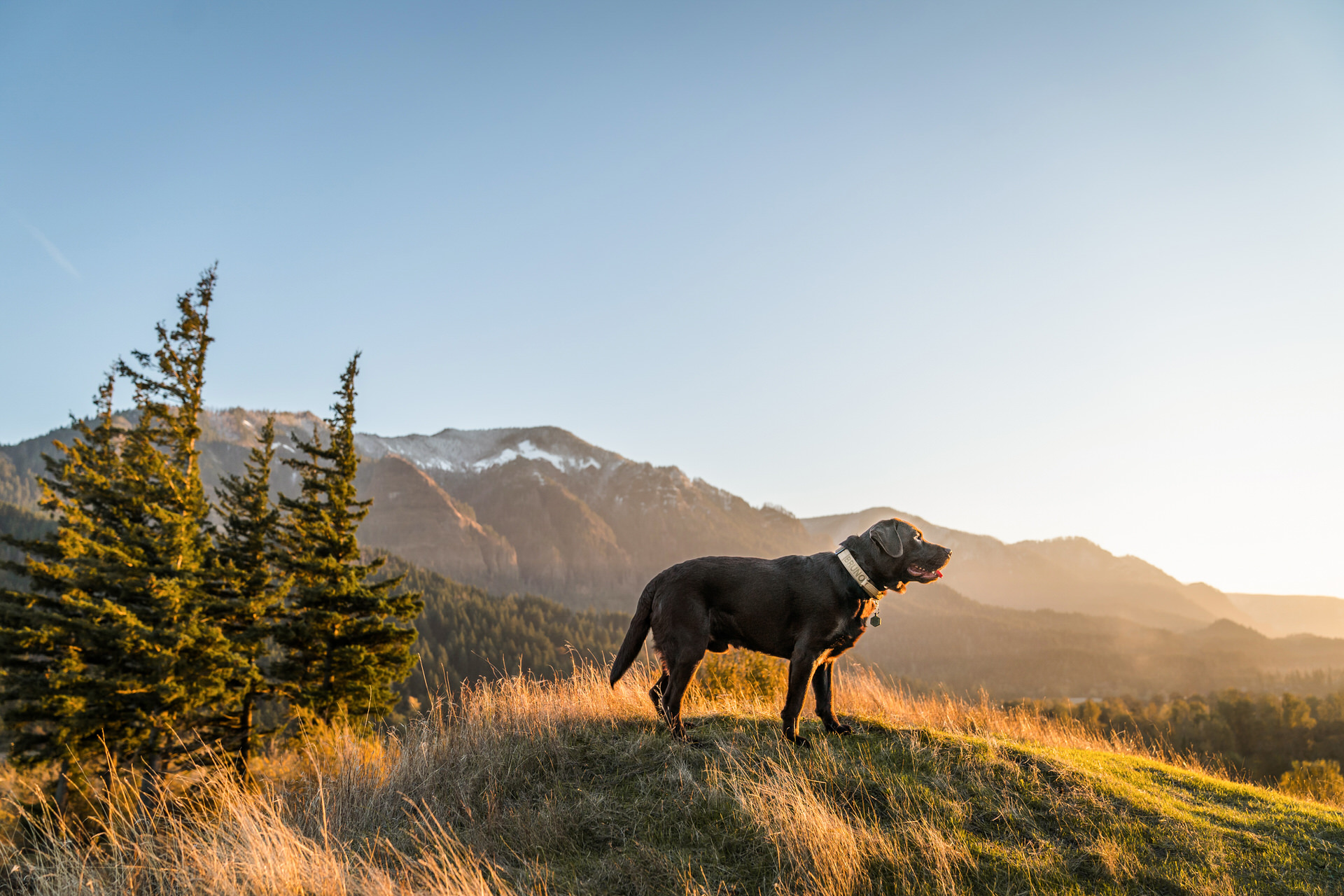 labrador retriever stands on a hill in the mountains