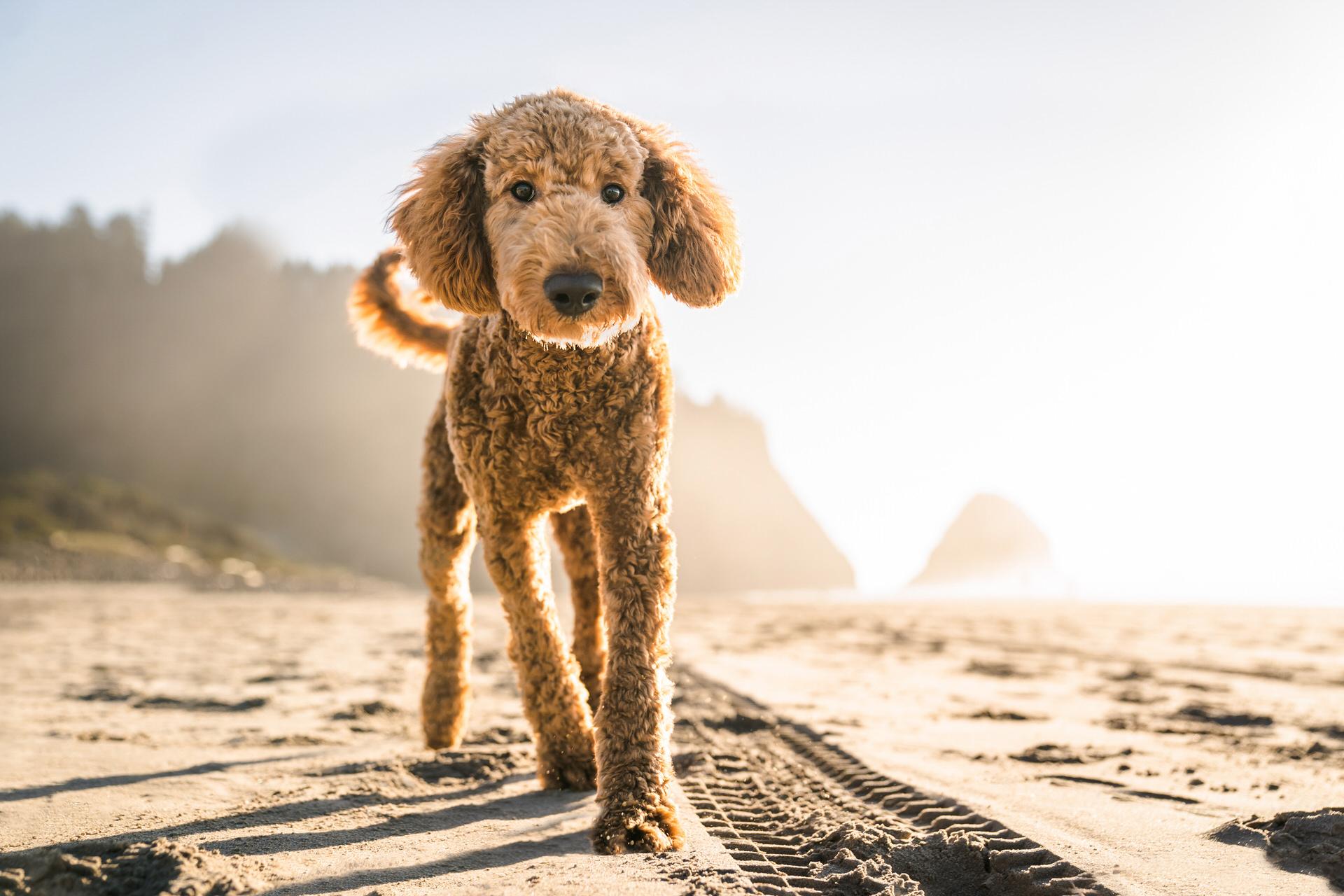goldendoodle puppy on beach in Arch Cape