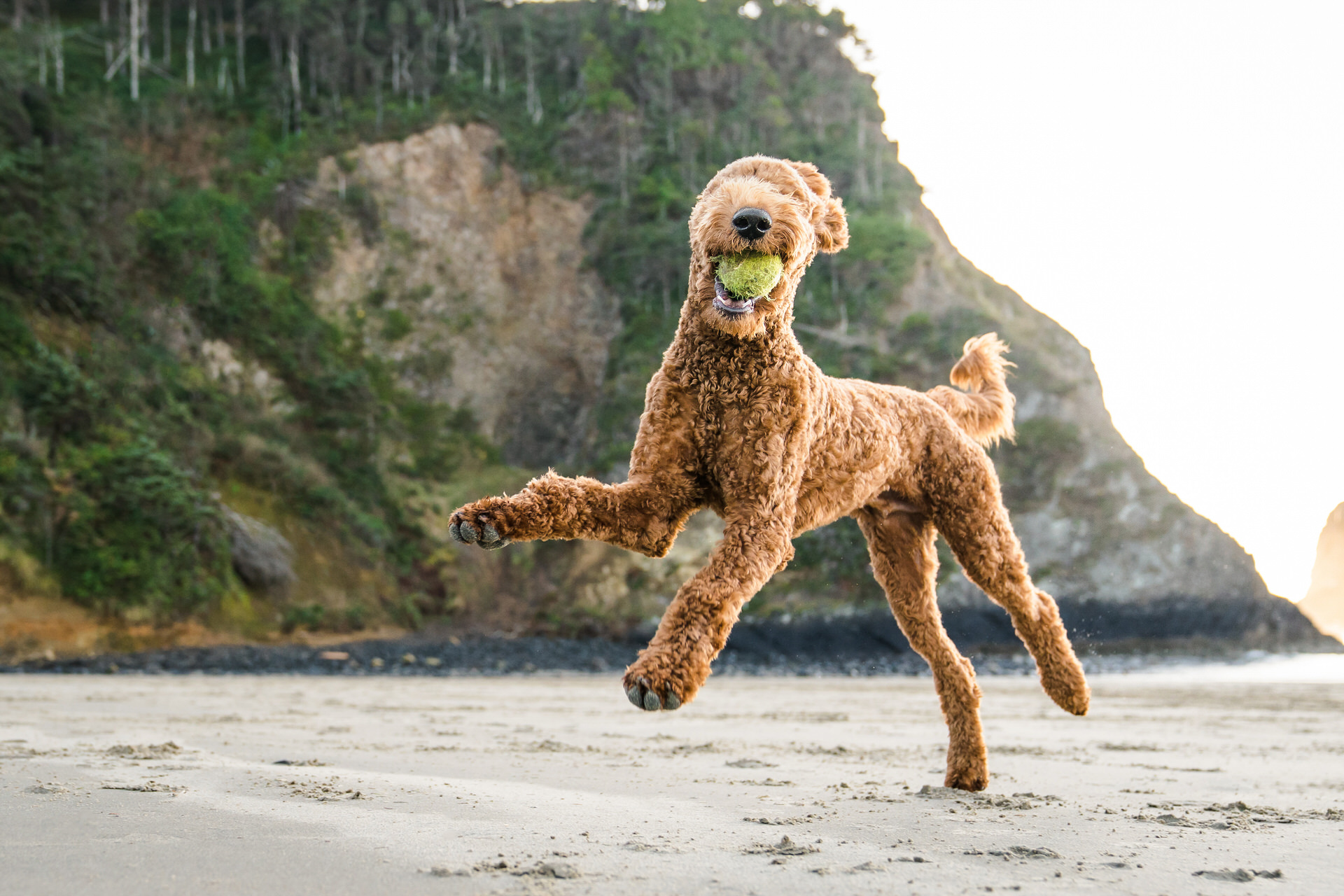 dog runs with ball on the sand