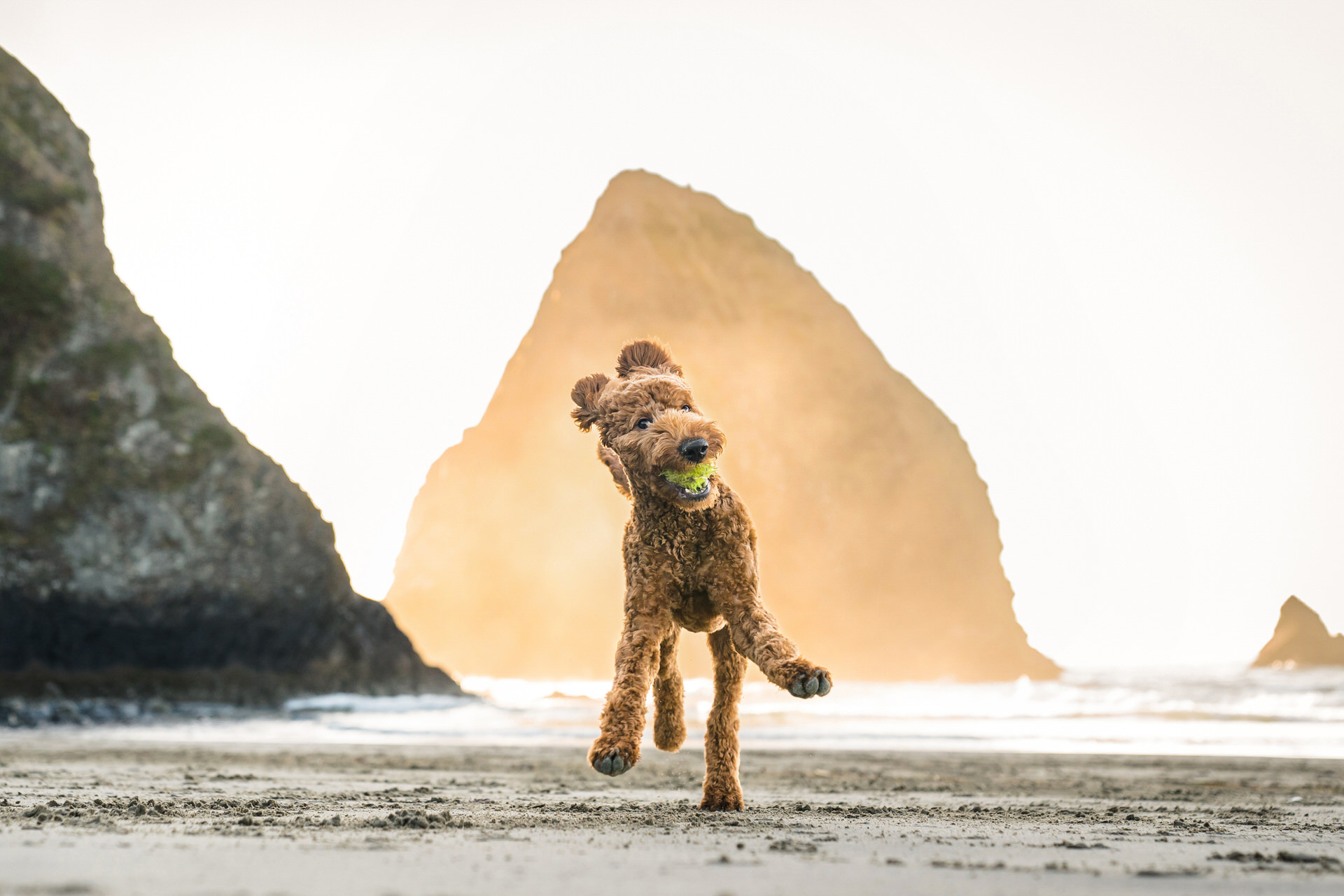 Arch Cape fun thing to do with your dog