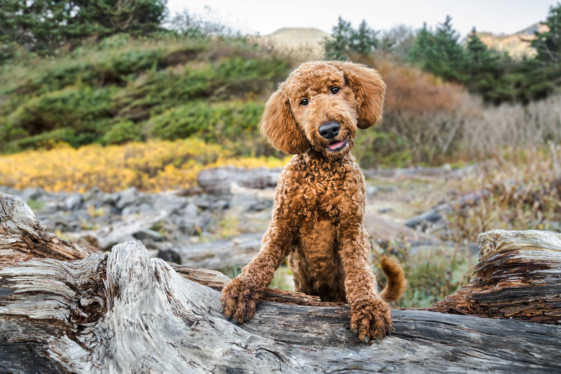 cute dog posing on log on beach
