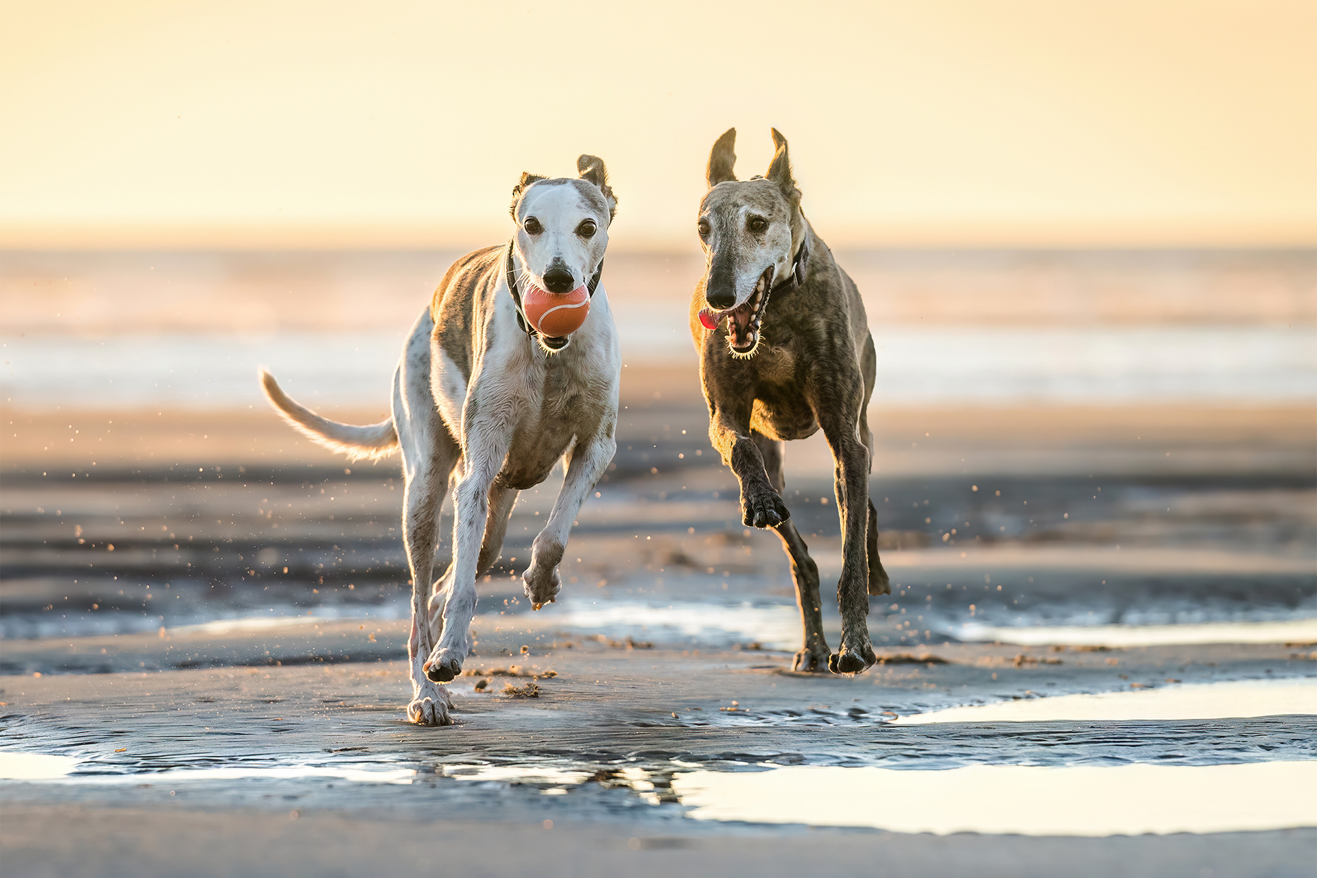 Two greyhounds run on the beach