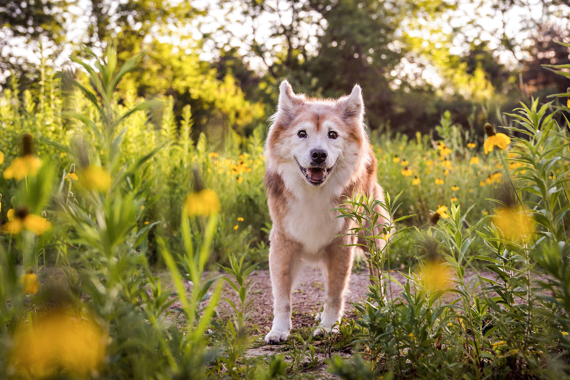 husky dog in a field of yellow wildflowers