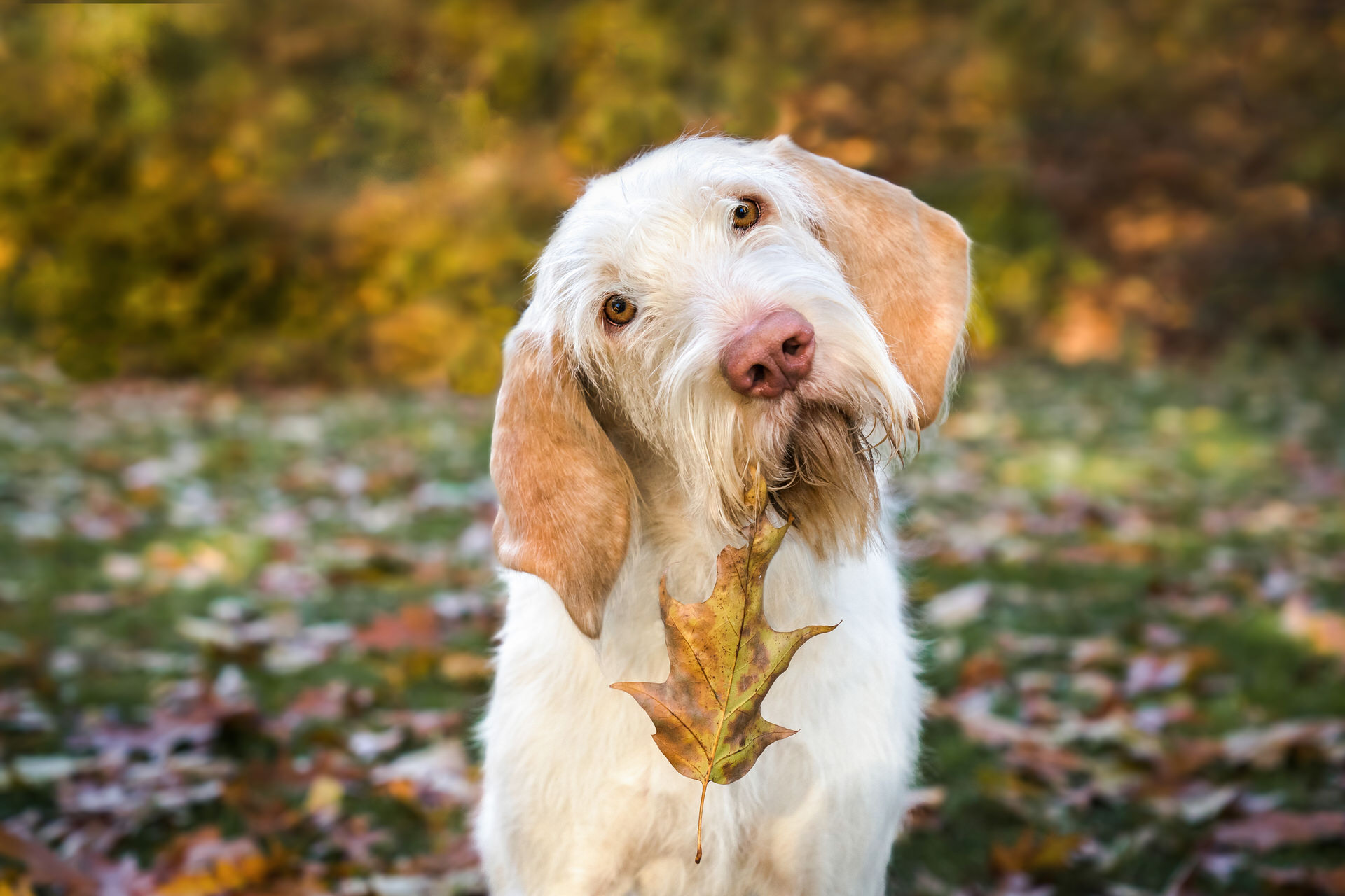Spinone Italiano dog tilting head with leaf stuck to his mouth