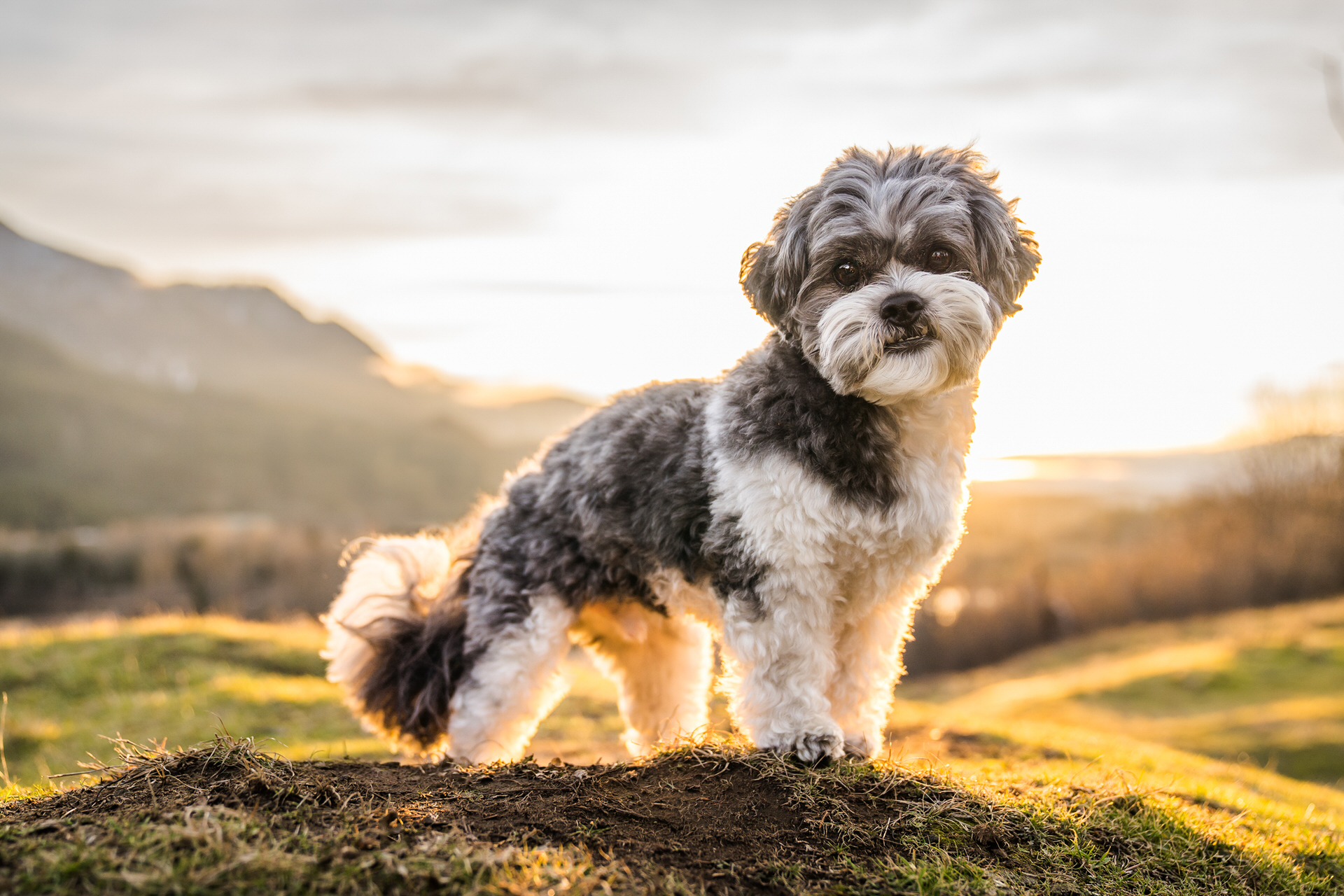 Small dog poses at sunset in Oregon