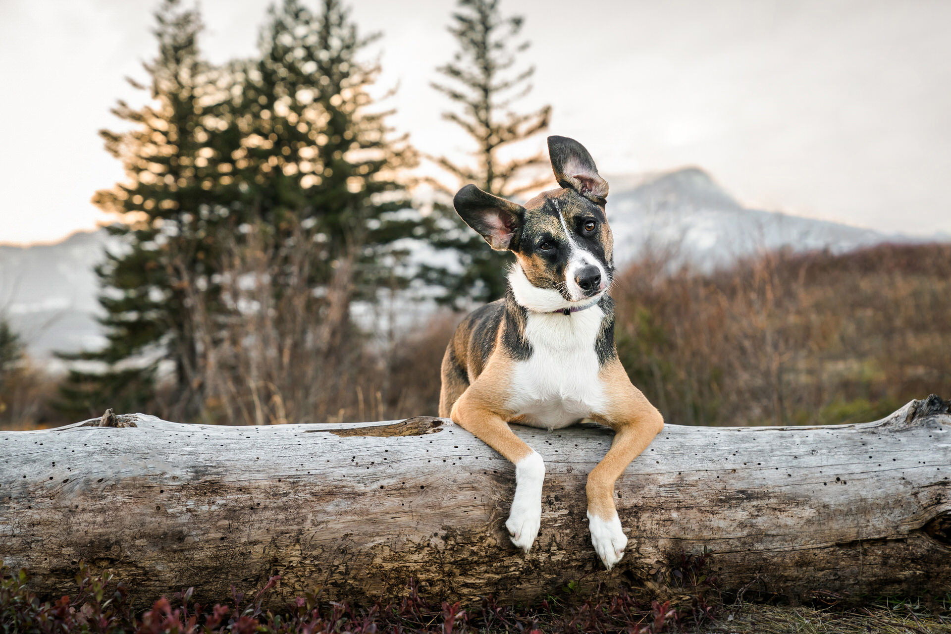 dog perches on log with ears flying