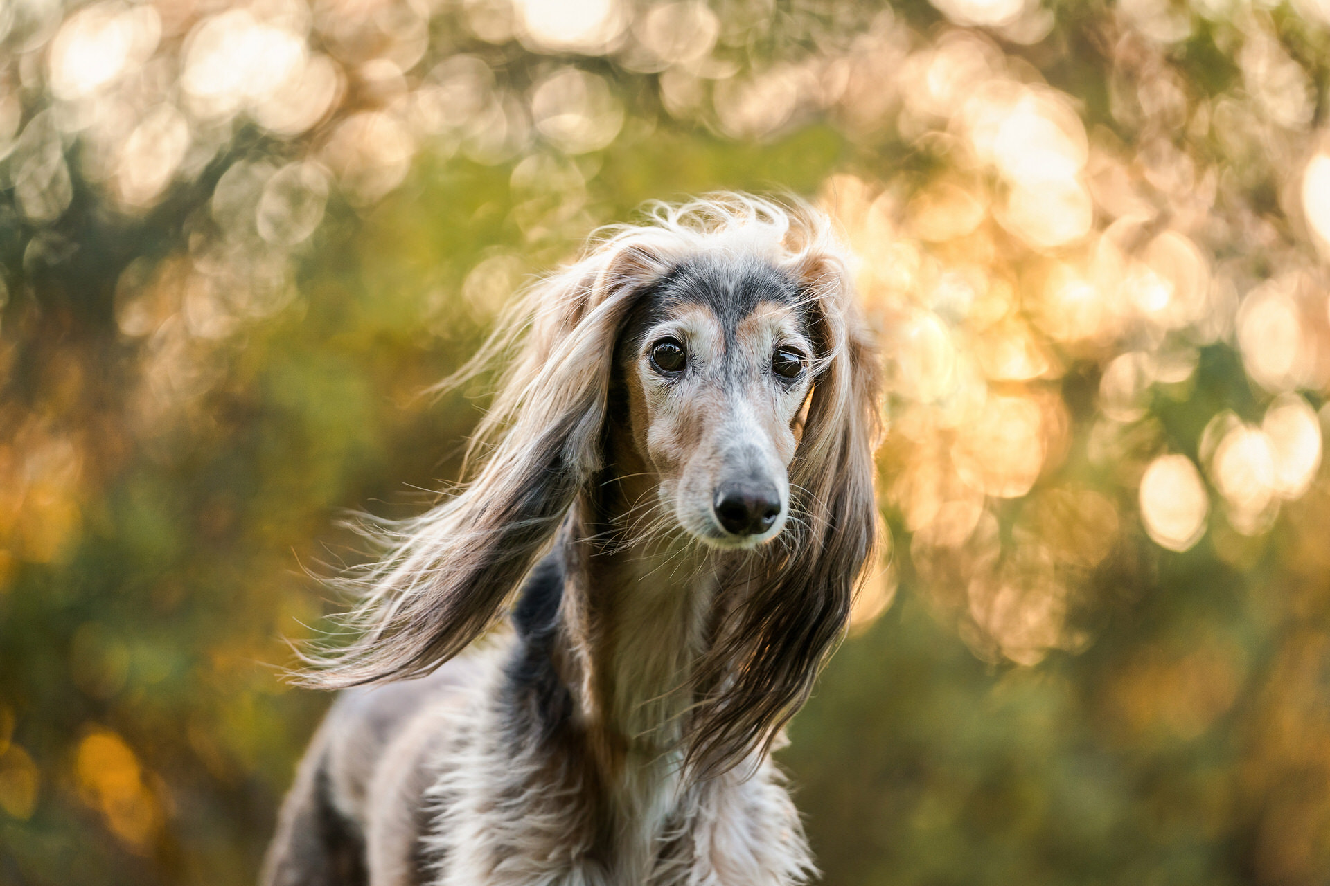 senior saluki dog stands in the wind with hair flying