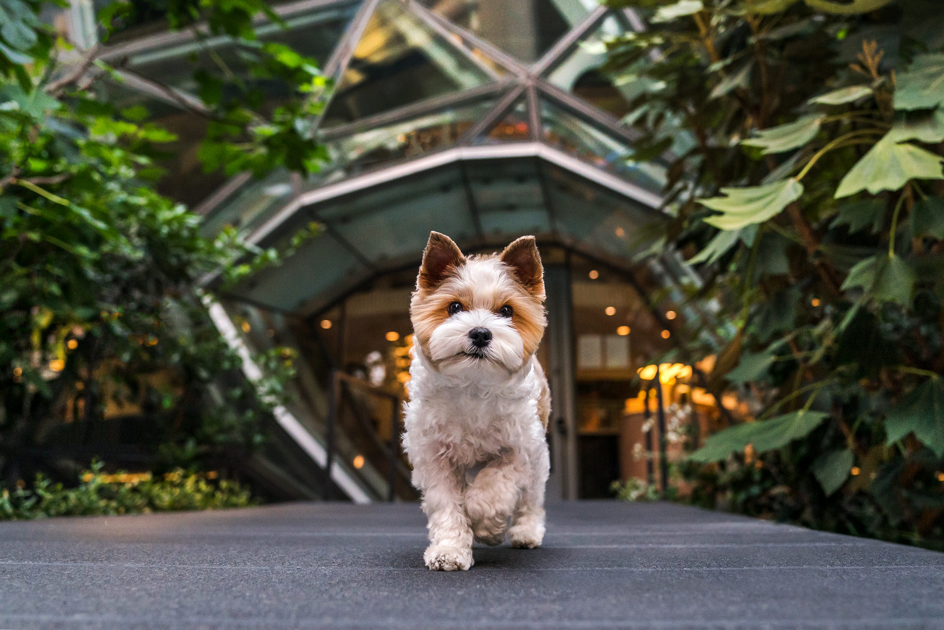 Cute Yorkshire terrier walks outside of the Amazon Spheres in Seattle Washington