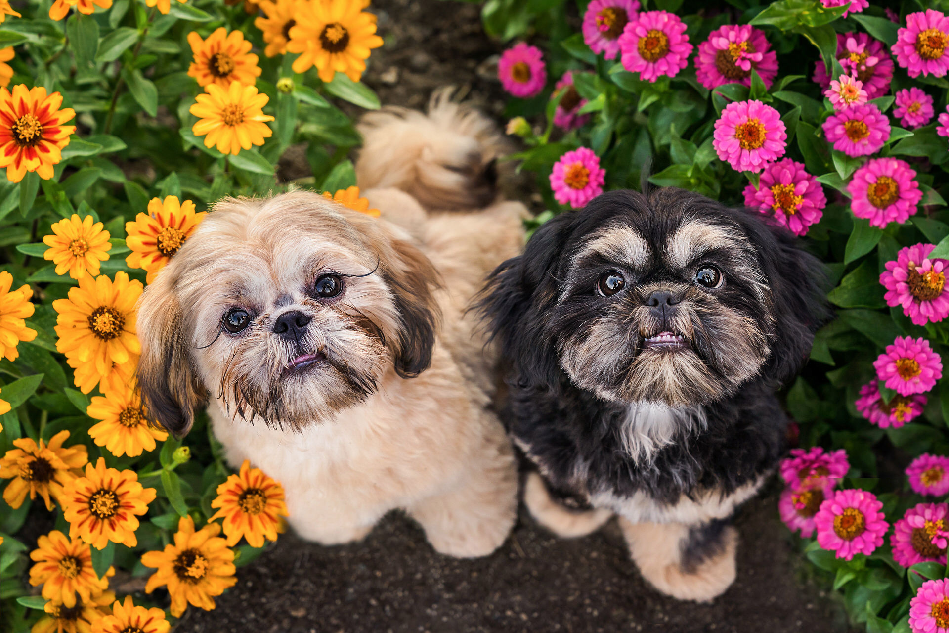 2 shih tzu puppies look up from a patch of colorful flowers